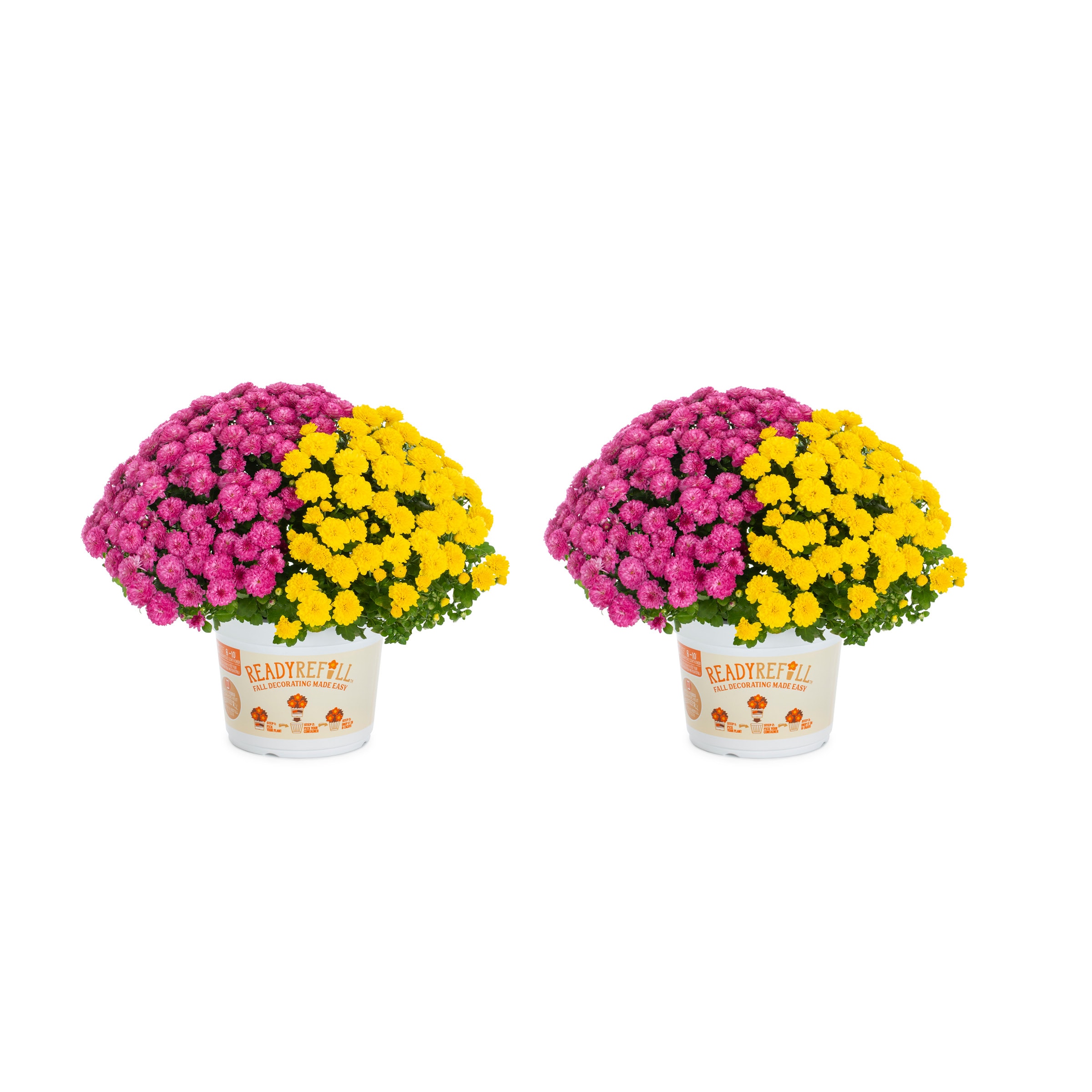 Ready Refill 4382 Multicolor Mum in 3 Quart(s) Pot 2 -Pack