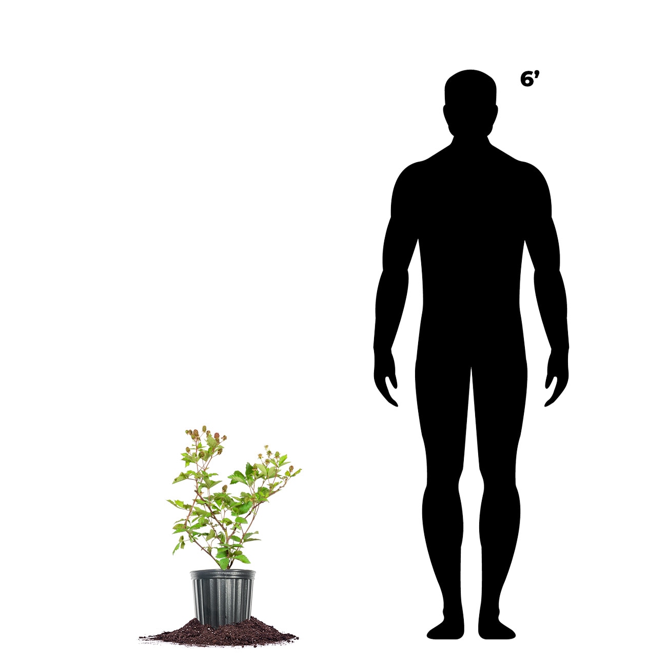 Perfect Plants LOOUACHITABLKBERRY1G shrubs - View #4