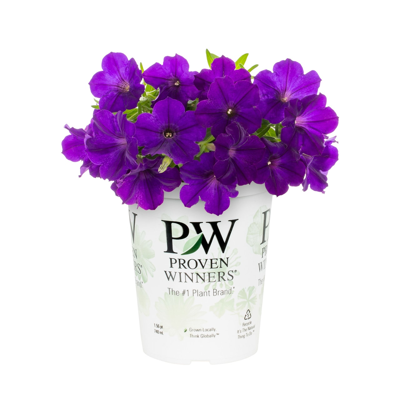 Proven Winners Purple Petunia in 1.5-Pint Pot 5-Pack in the Annuals ...