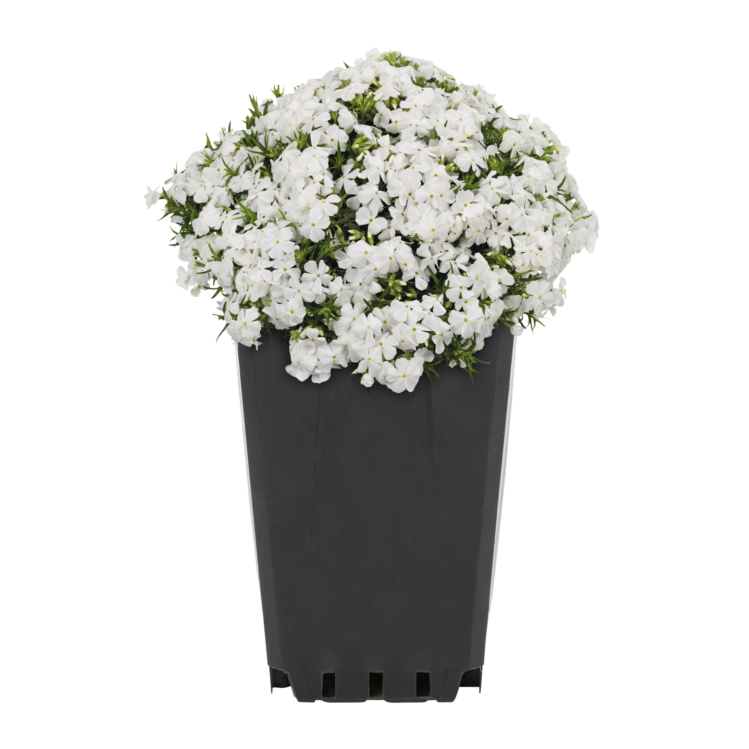 Metrolina Greenhouses White Creeping Phlox in 1-Quart Pot 5-Pack in the ...