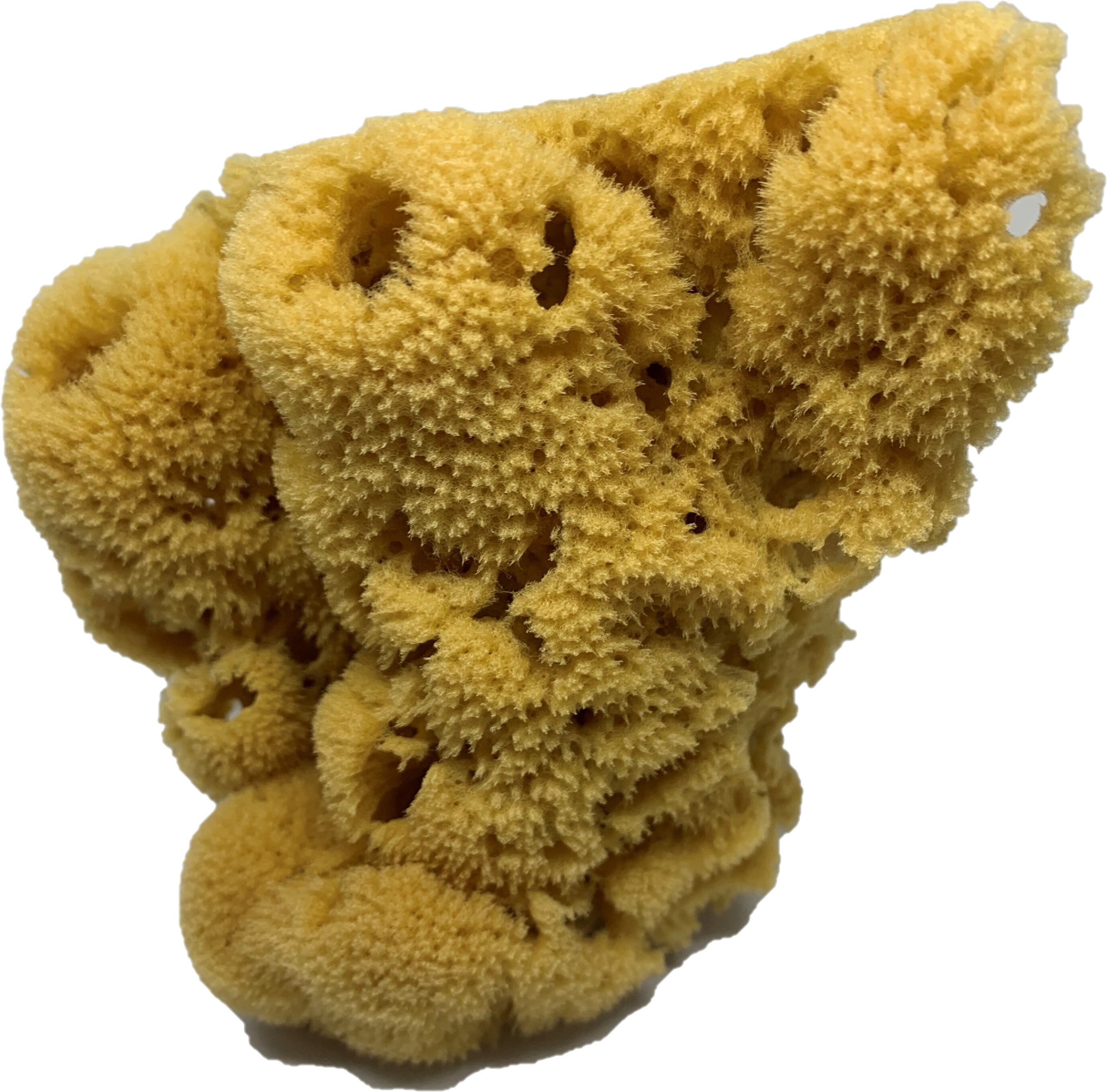 Armaly ProPlus 15216 Specialty-Paint-Applicators - View #3