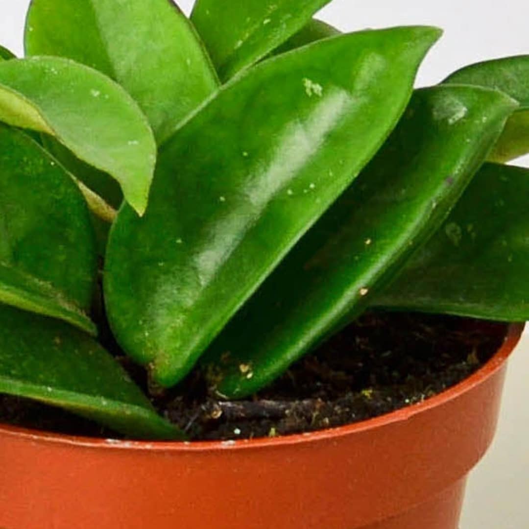 House Plant Shop 6-HOYA-CARNOSA hseplants - View #3