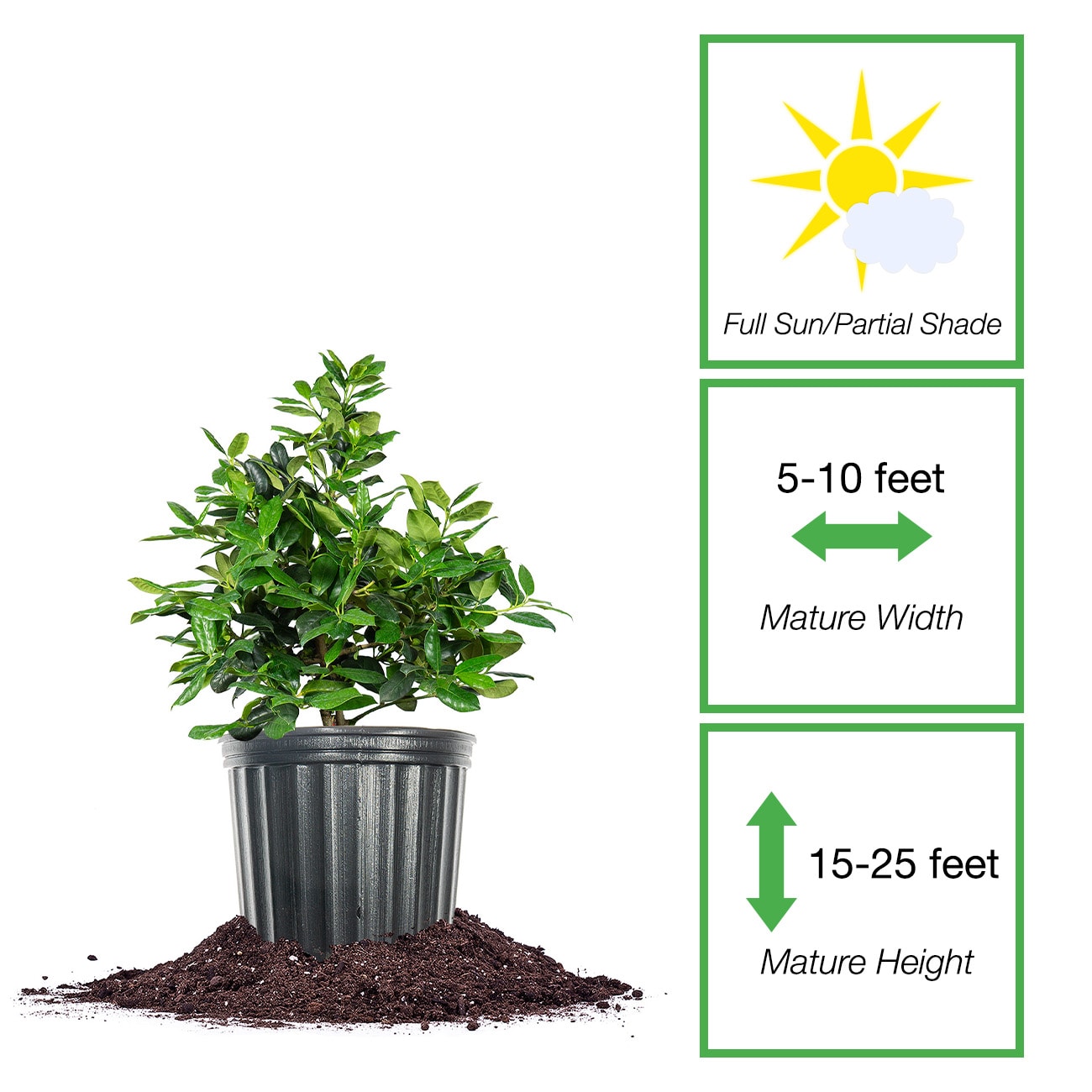 Perfect Plants LONELLIESTEVENS3G shrubs - View #2