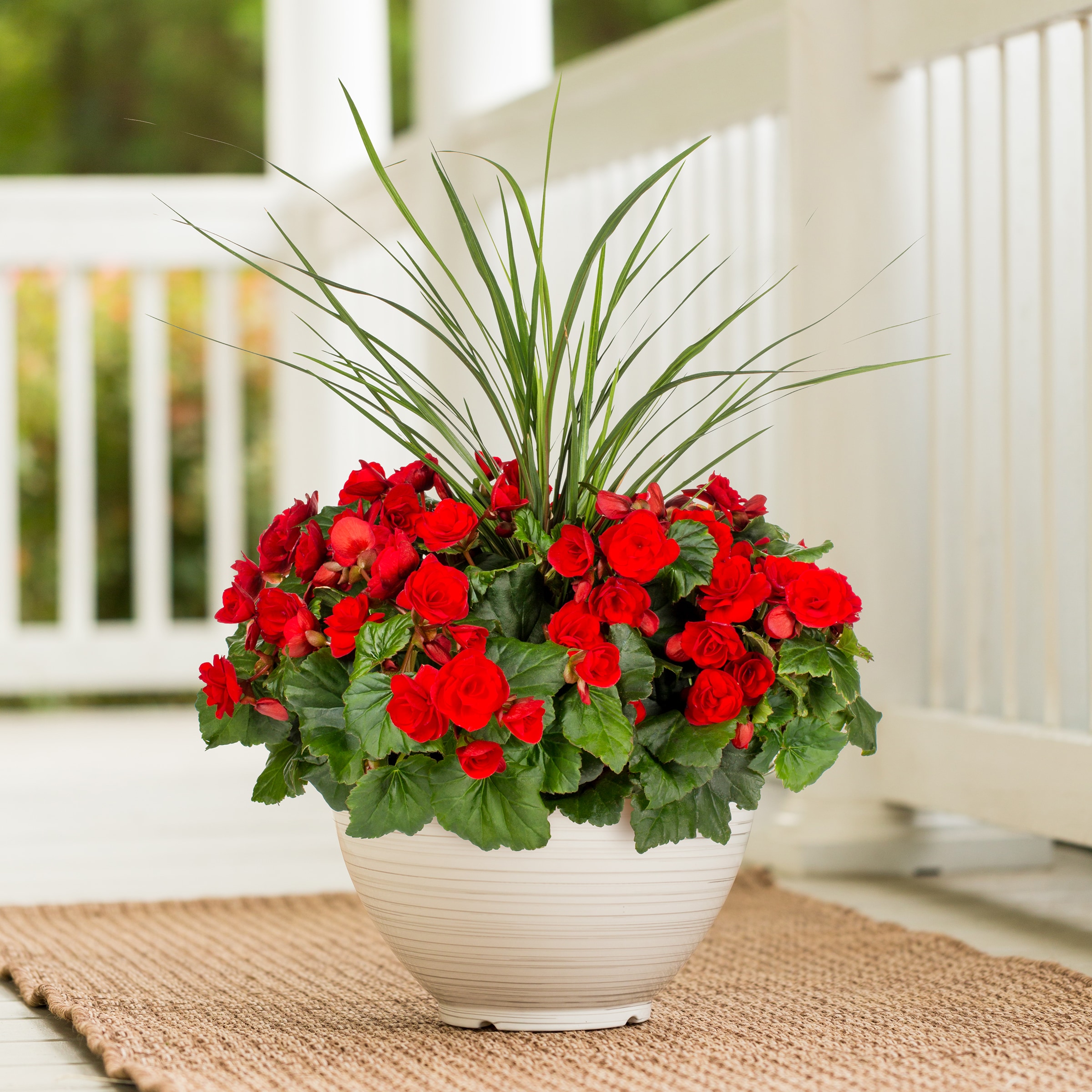 Lowe's 1613038 annuals - View #9
