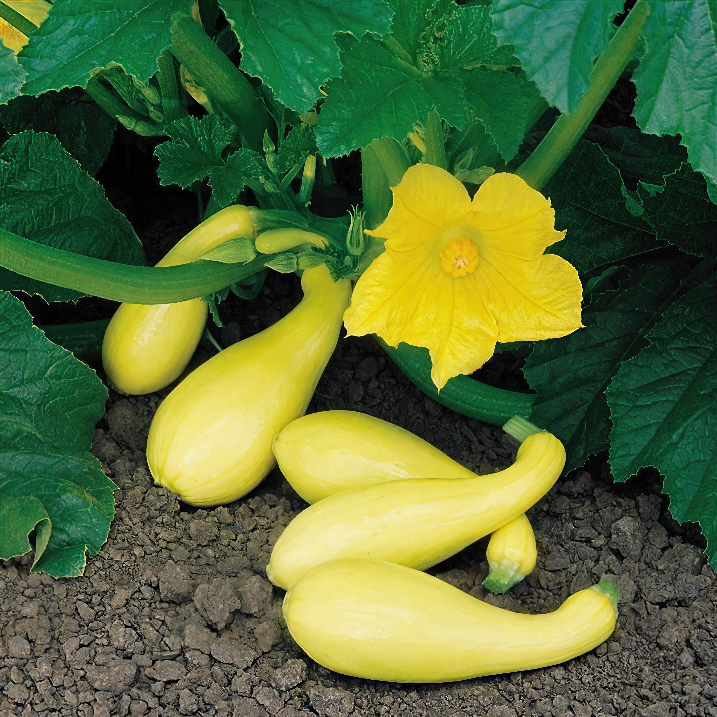 National Plant Network LW2259 Pic-N-Pic Yellow Squash Plant in Pot