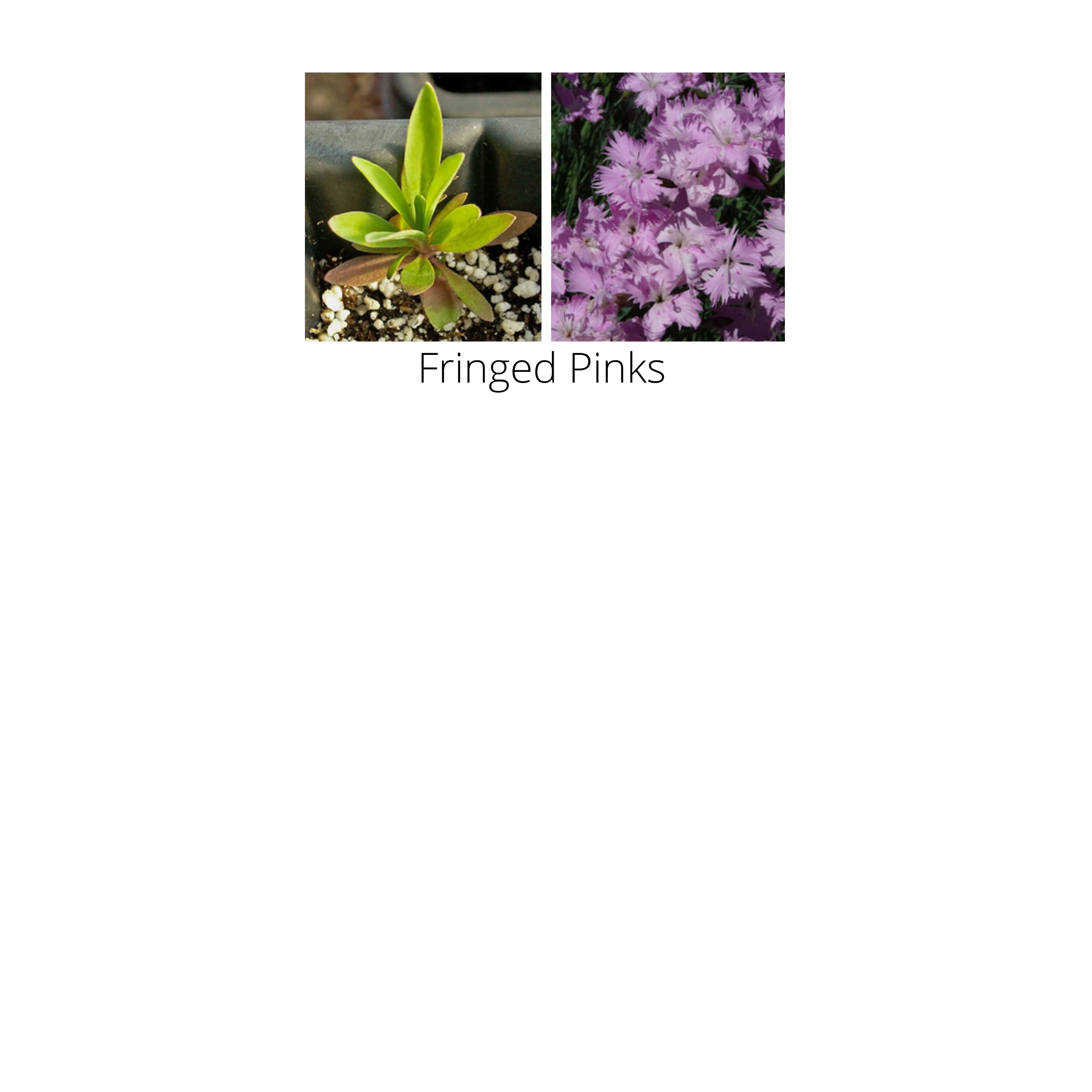 Earth Science 12137 seeds - View #5