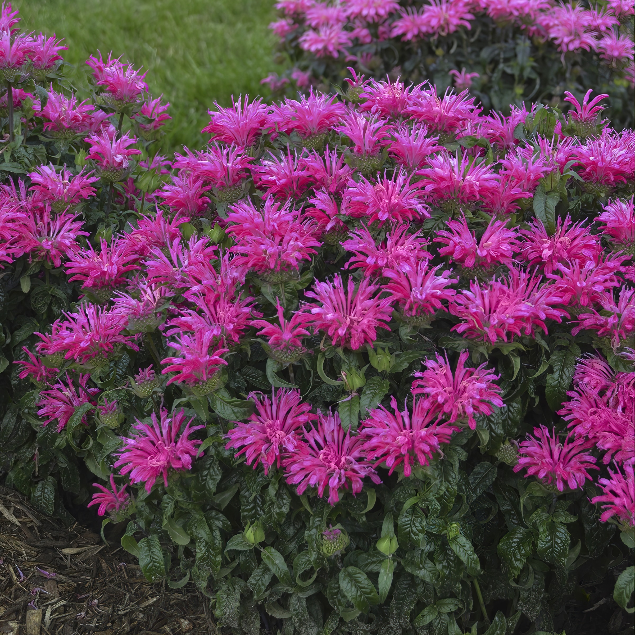 National Plant Network LW1583 perennials - View #5