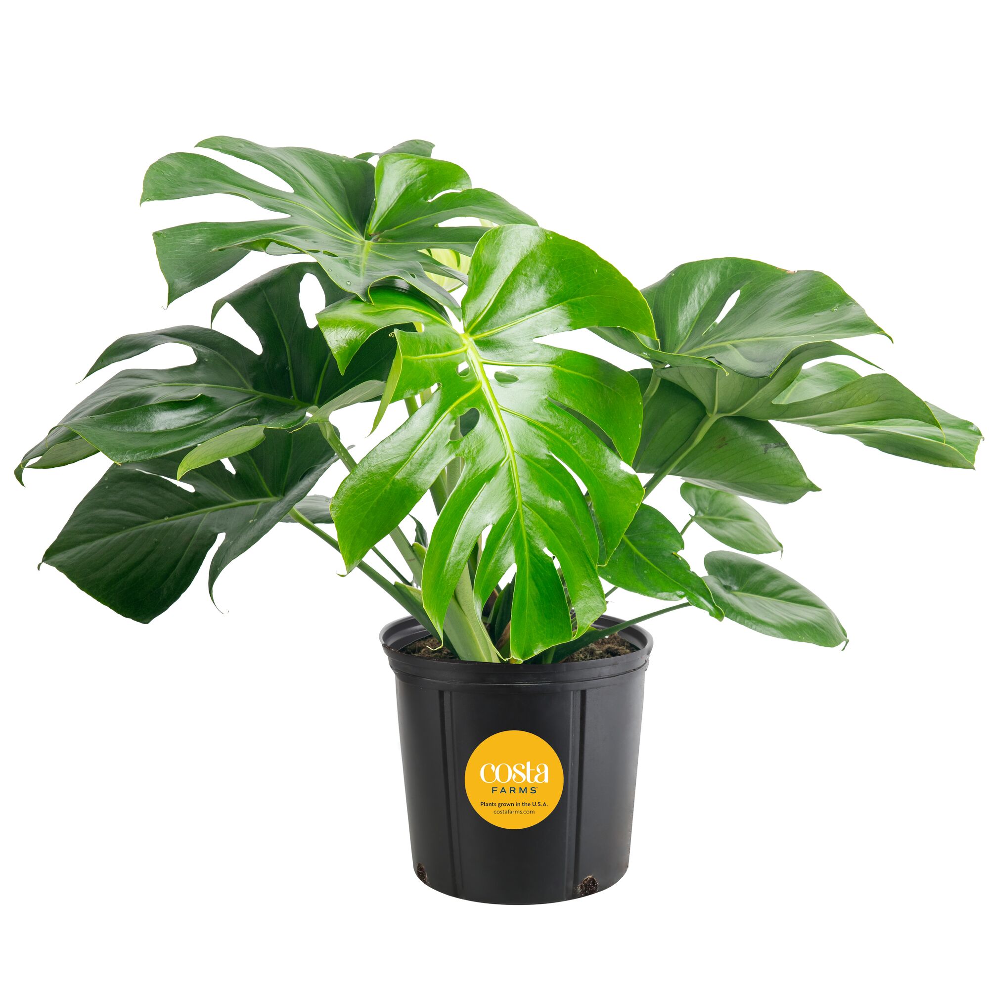 Costa Farms Monstera Swiss Cheese House plant in 8.75 Inch(es) Pot 1 -Pack