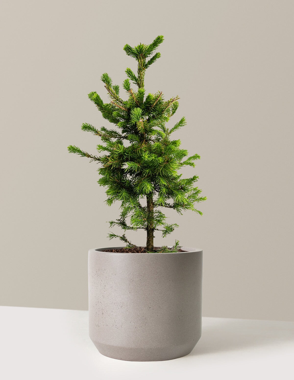The Sill - 3 -Gallon Screening Evergreen Norway Spruce - Cement Grey Mexia Resin In pot (with soil)