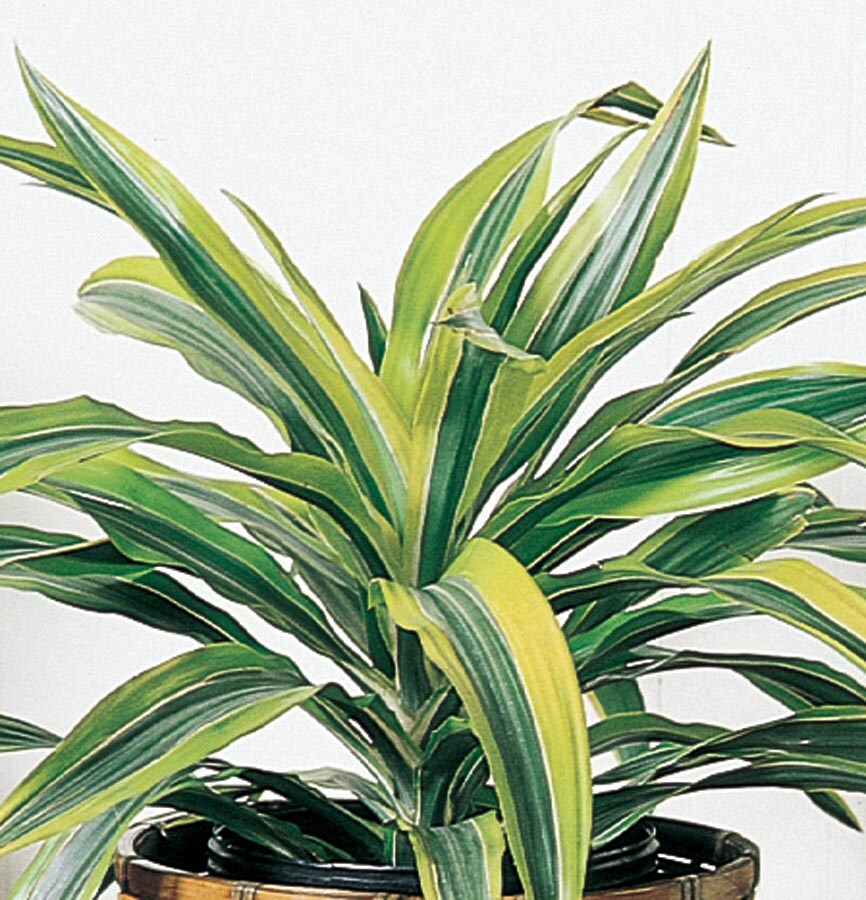 Lowe's NURSERY Warneckii Dracaena House plant in