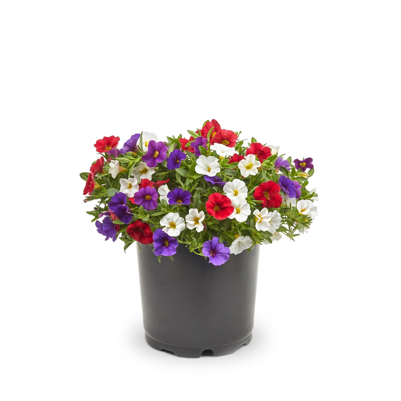 Metrolina Greenhouses 4960 annuals - View #5