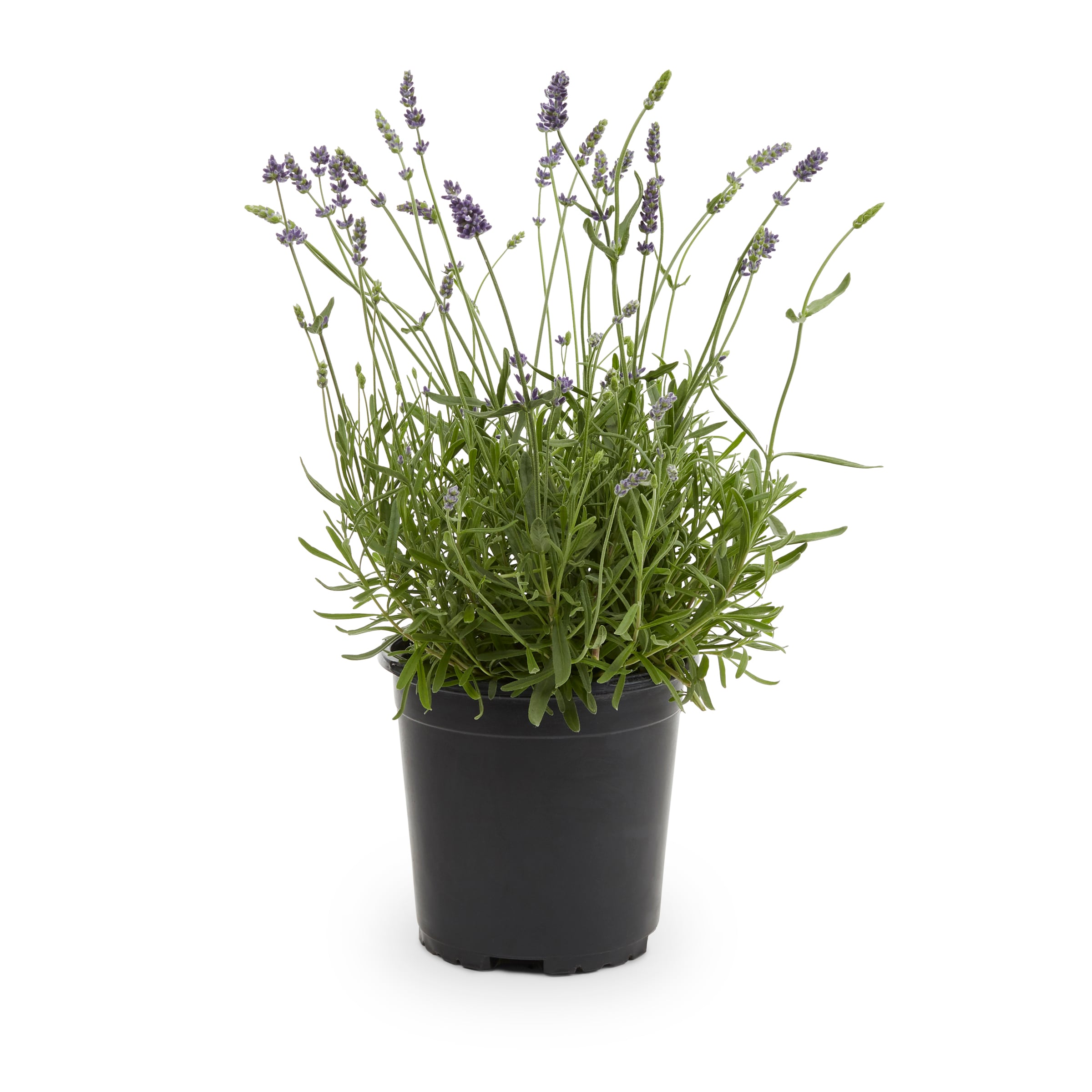 Lowe's NURSERY Purple French Lavender Plant in 2.5-Quart Pot