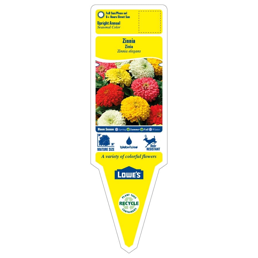 Lowe's NURSERY annuals - View #2