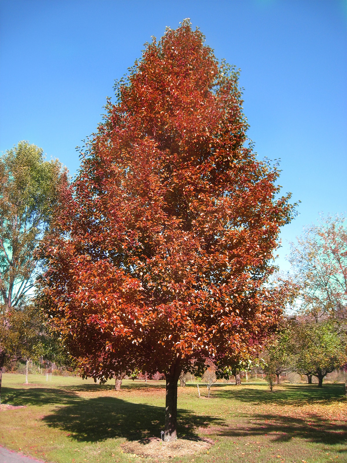 Southern Planters PEFCLE05G trees - View #4