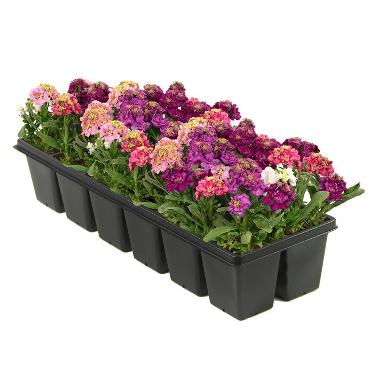 Lowe's NURSERY Multicolor Stock in 12-Pack Tray