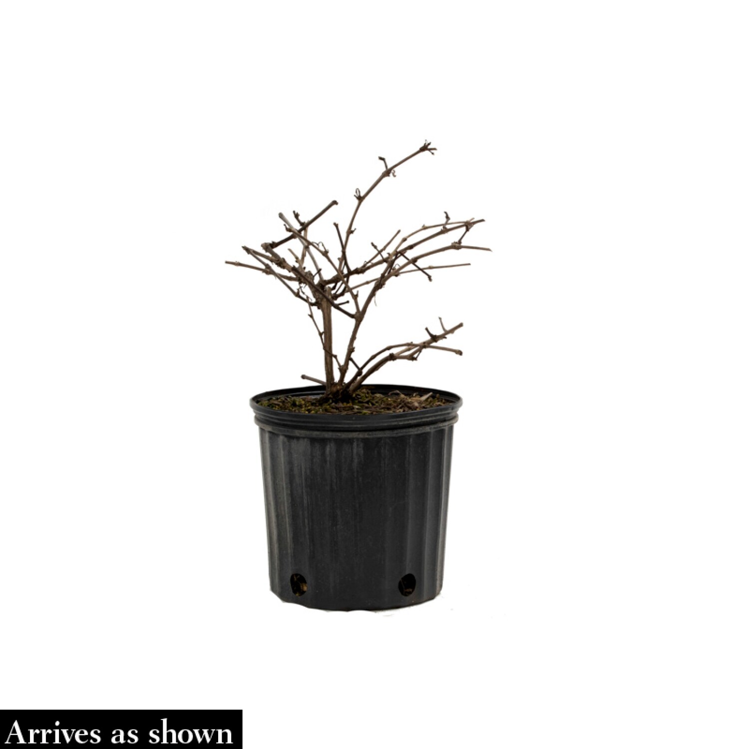 Direct Gardening 63280 Fruit-Plants - View #4