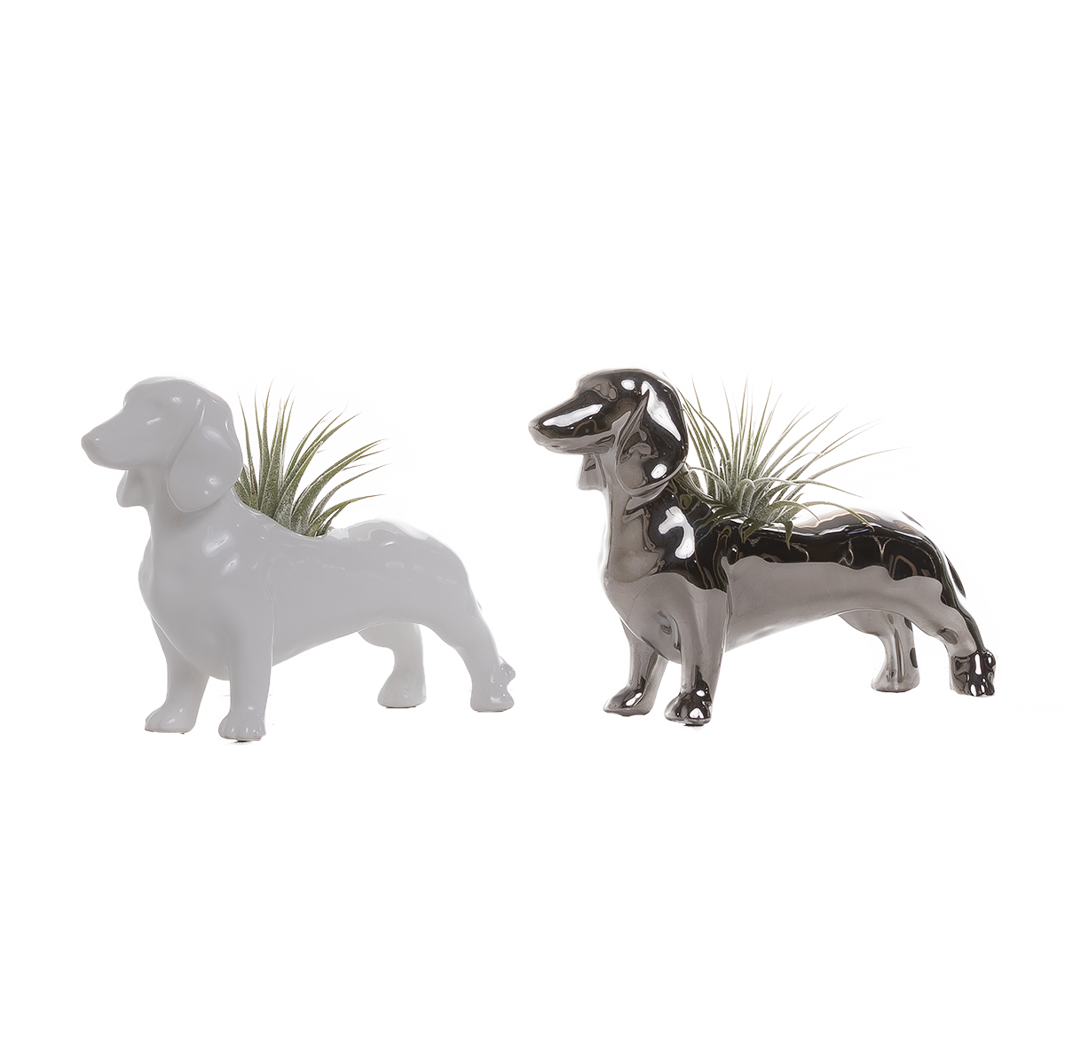 LiveTrends ASB06545 Doixe - Air Plant House plant in 1 Pack Pot 1.0 -Pack