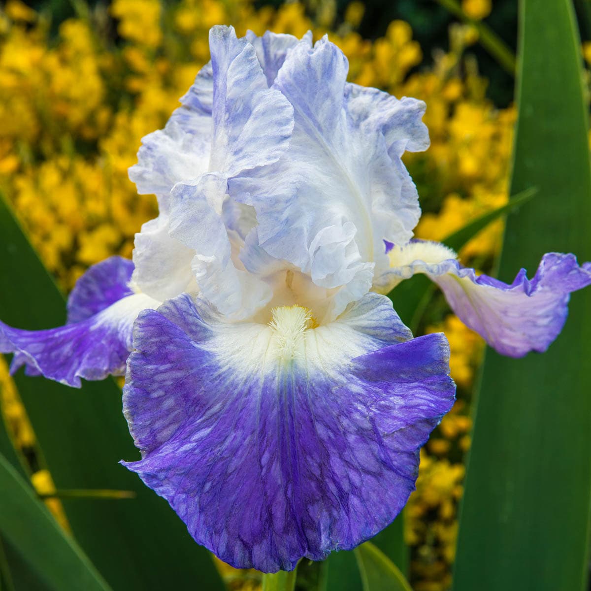 Breck's 09140 Multicolor Clarence Reblooming Bearded Iris Perennial Plant Plant in 1 -Pack Bareroot 1.0 -Pack