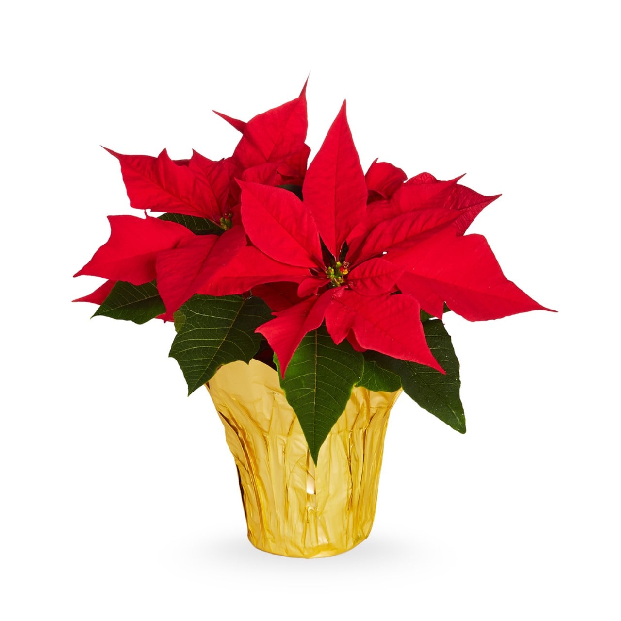 Lowe's 5340068 Fresh-Cut-Christmas-Decorations - View #3