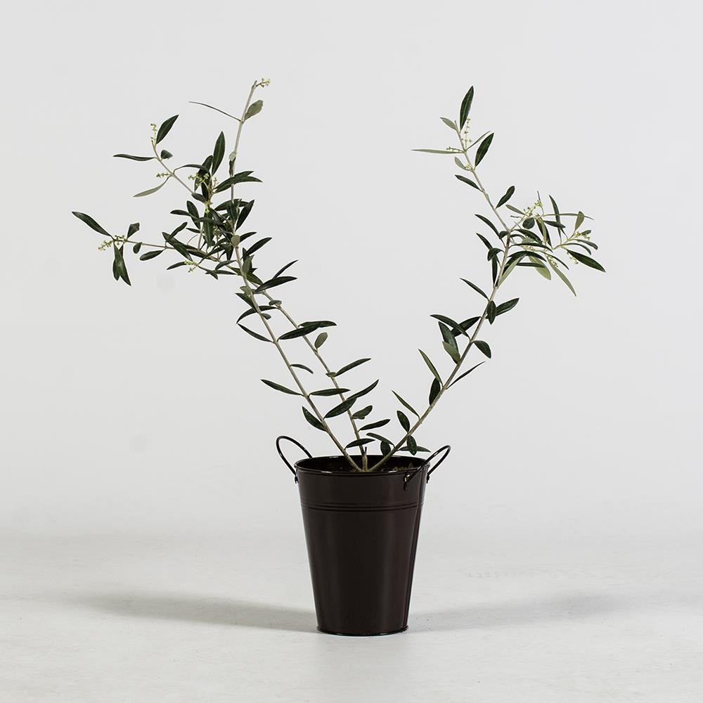 Decorative Arbequina Olive Tree