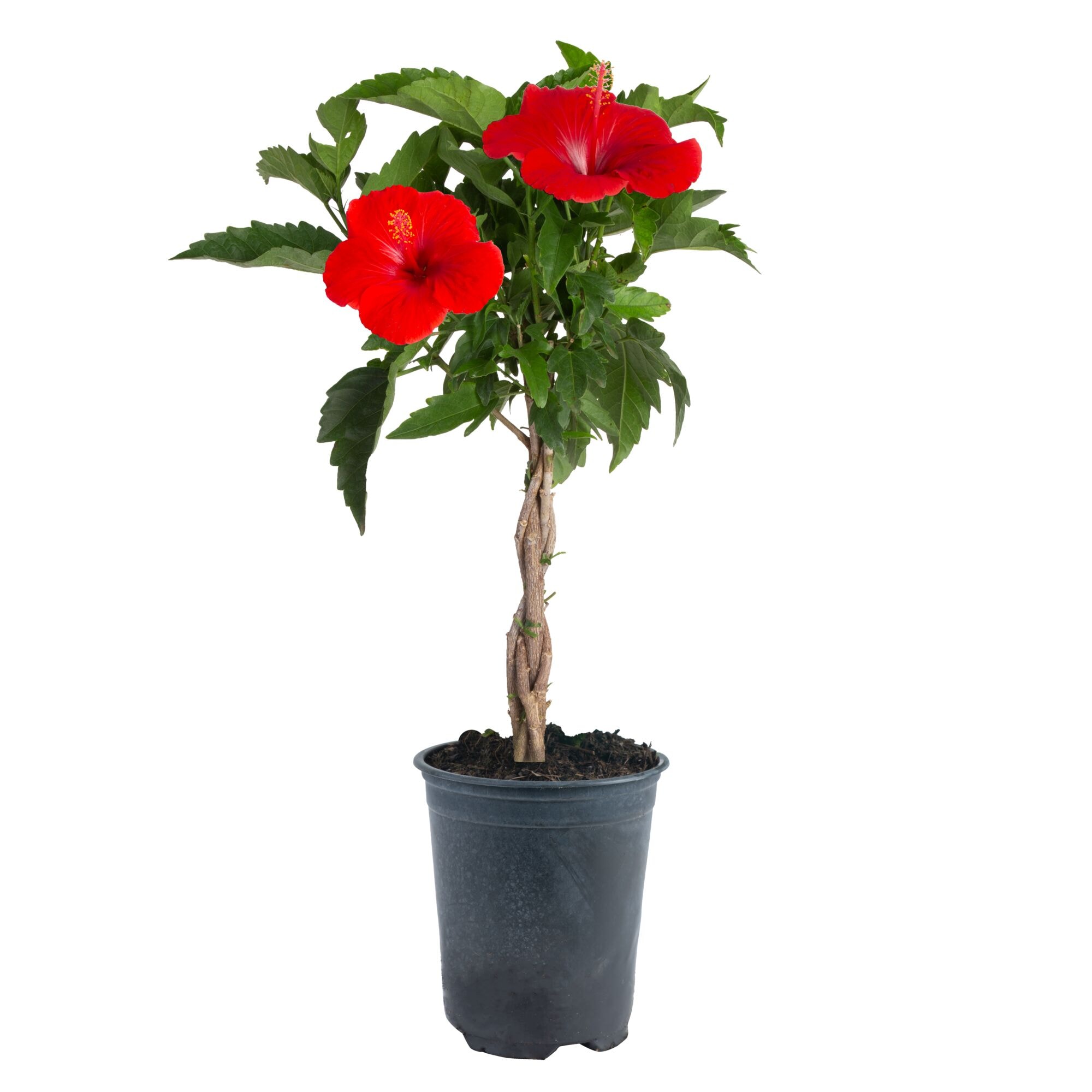 Costa Farms M-HBB-G-POT-01-LW Hibiscus Braid Flowering Shrub in 2.5 -Quart Pot 1 -Pack