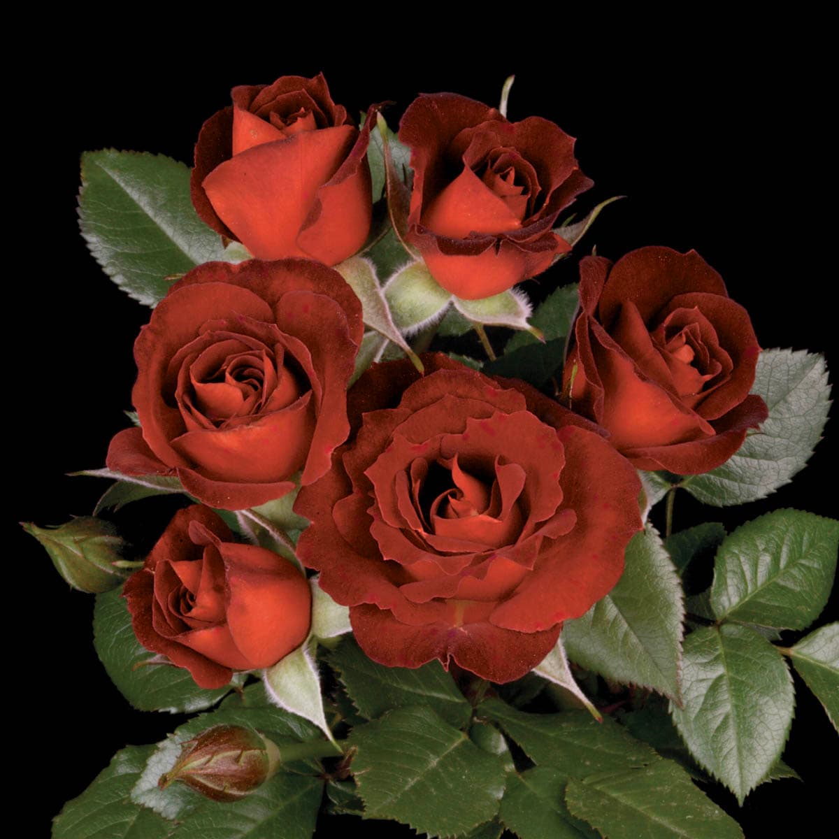 Spring Hill Nurseries 88421 Red Flowering Coffee Bean Miniature Rose 1 -Pack Bare root