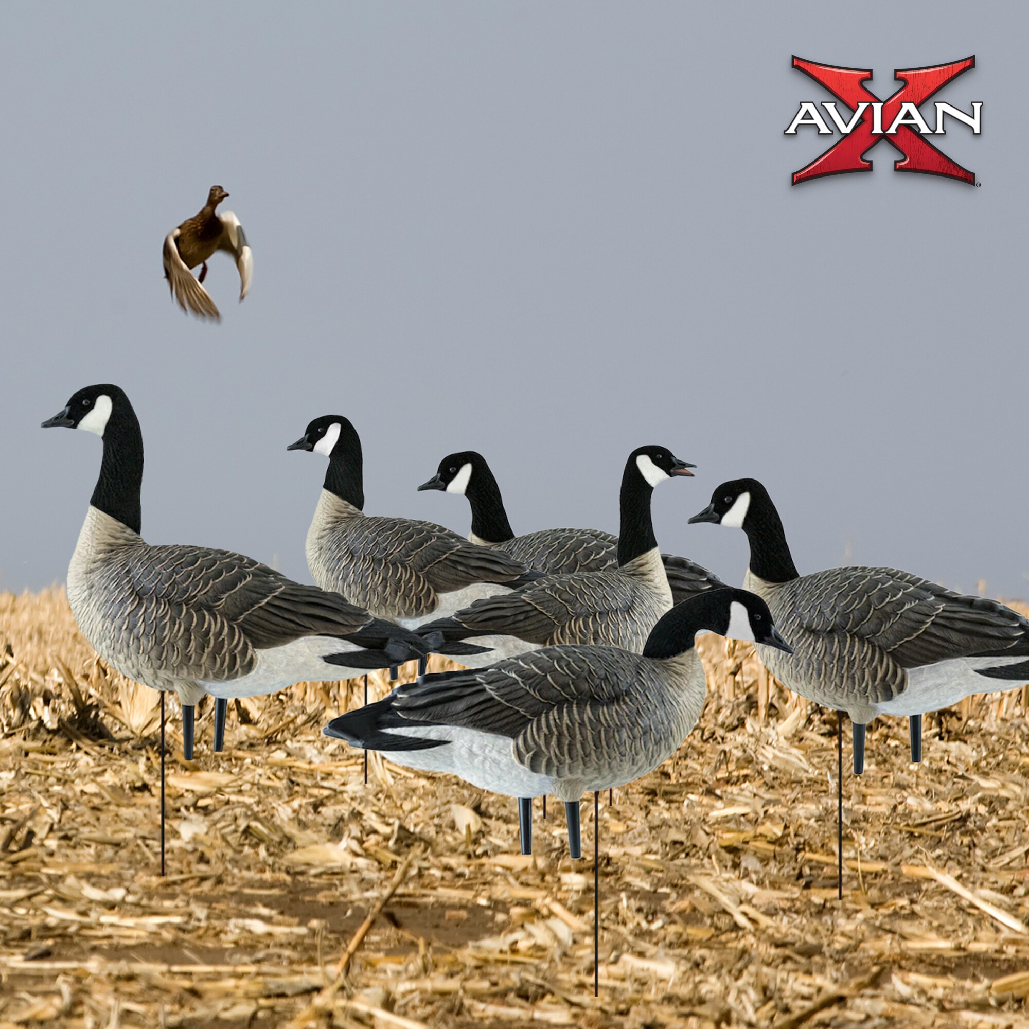 Avian X 3 X AVX-AVX9008 Hunting-Equipment - View #6