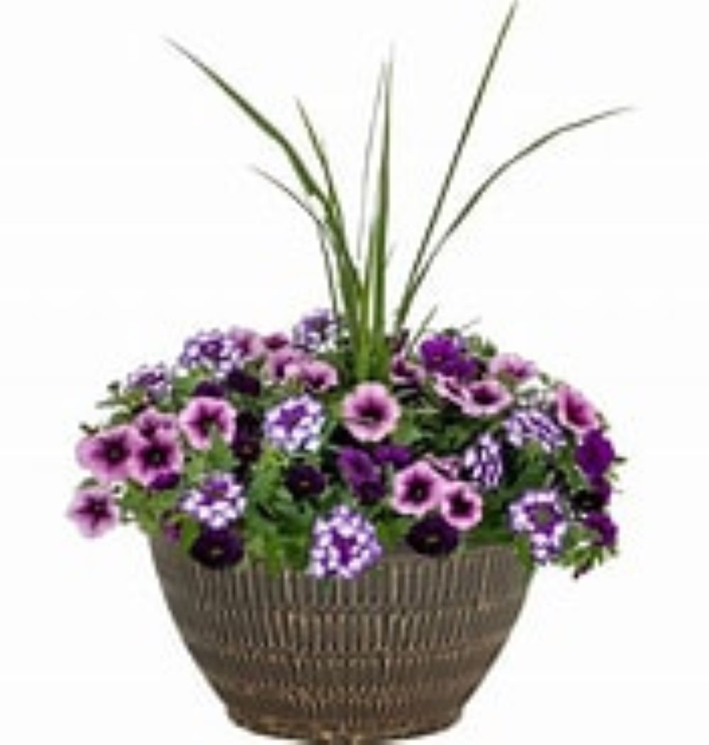 Ready Refill NURSERY annuals - View #4