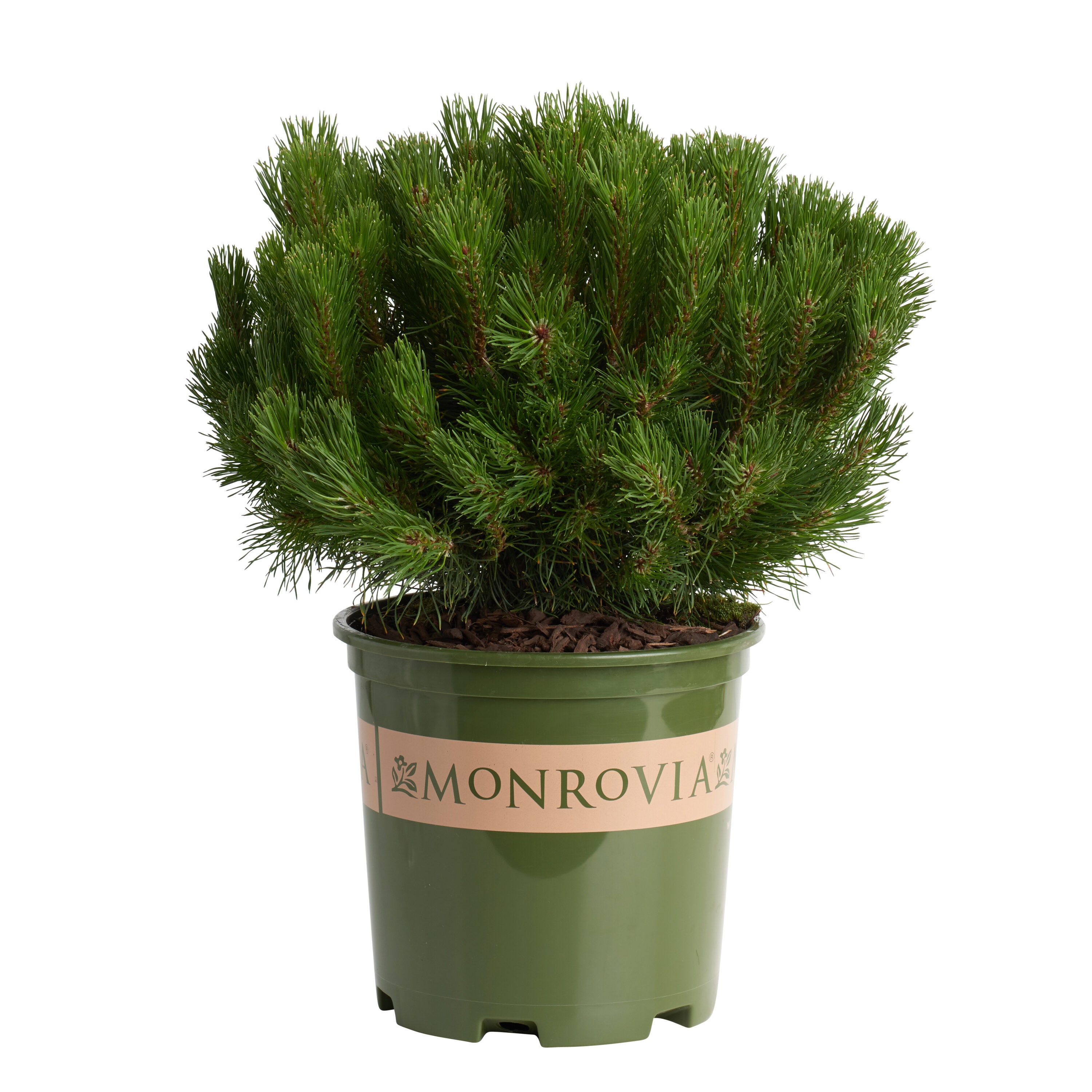 Dwarf Mugo Pine Shrubs at Lowes.com