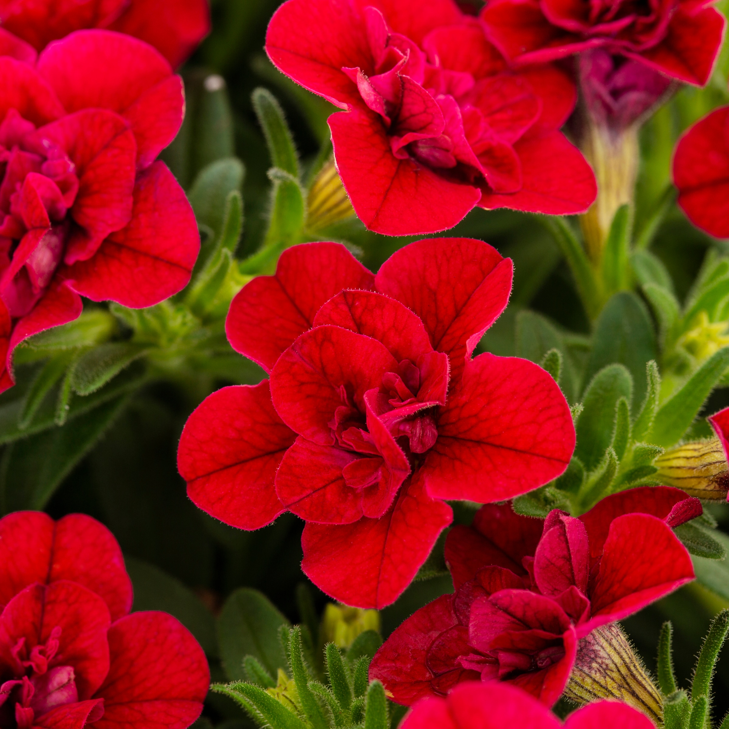Lowe's NURSERY annuals - View #4
