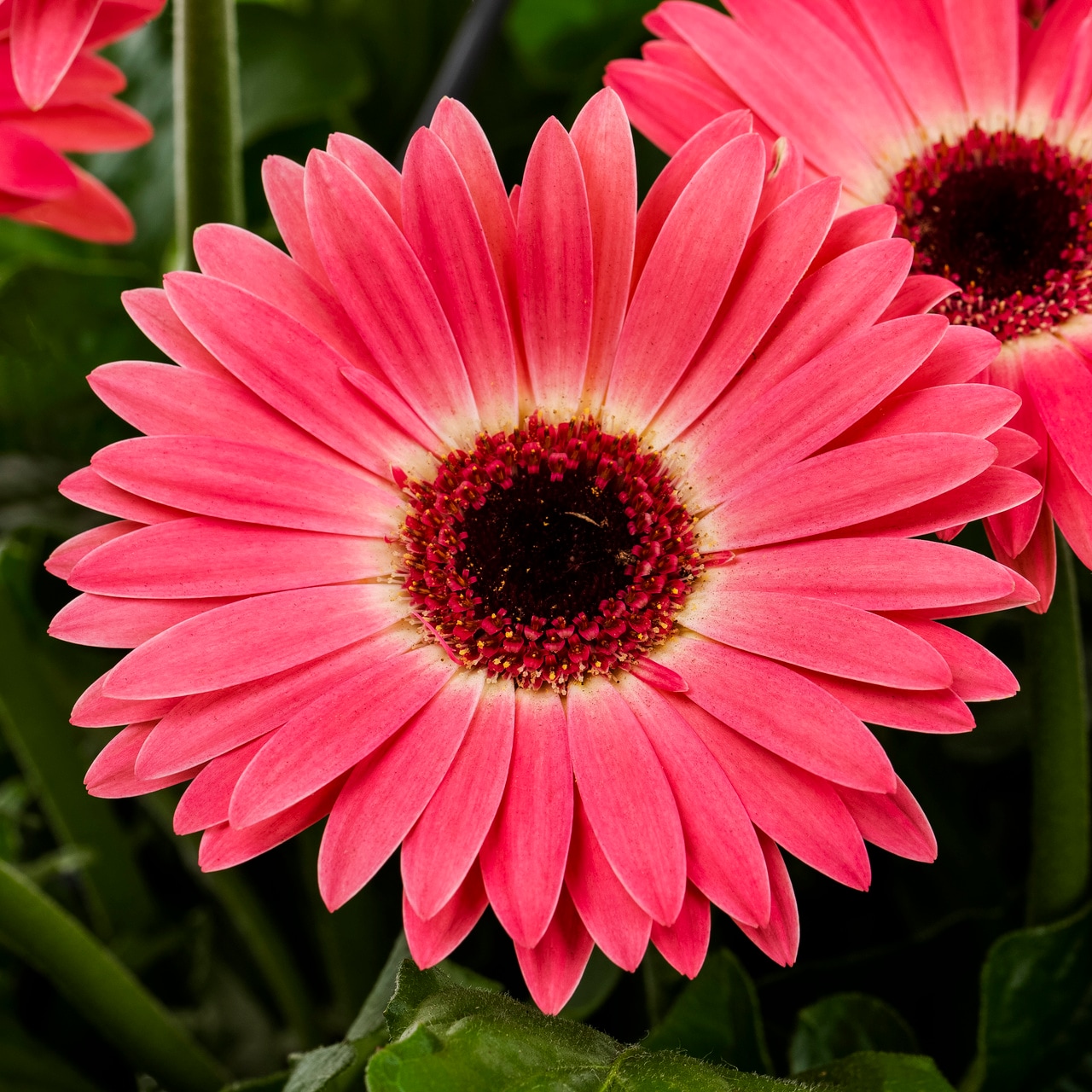 Metrolina Greenhouses Pink Gerbera Daisy in 1.5-Gallon Hanging Basket ...