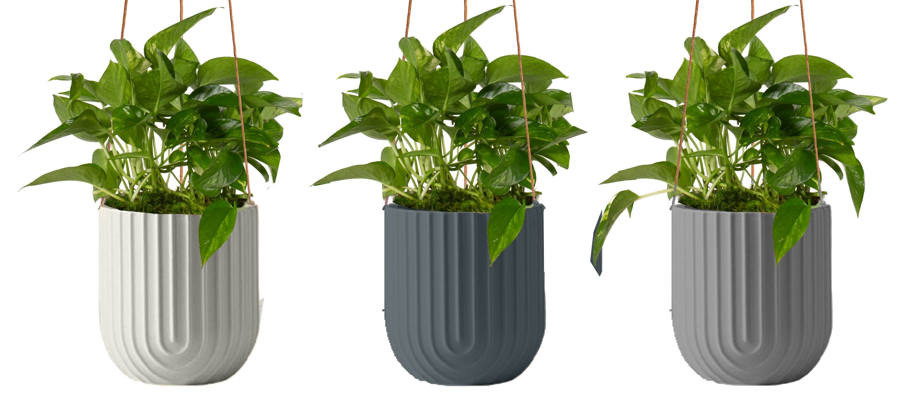LiveTrends ASB07581 ALVA House plant in 12 Ounce(s) Hanging basket 1 -Pack