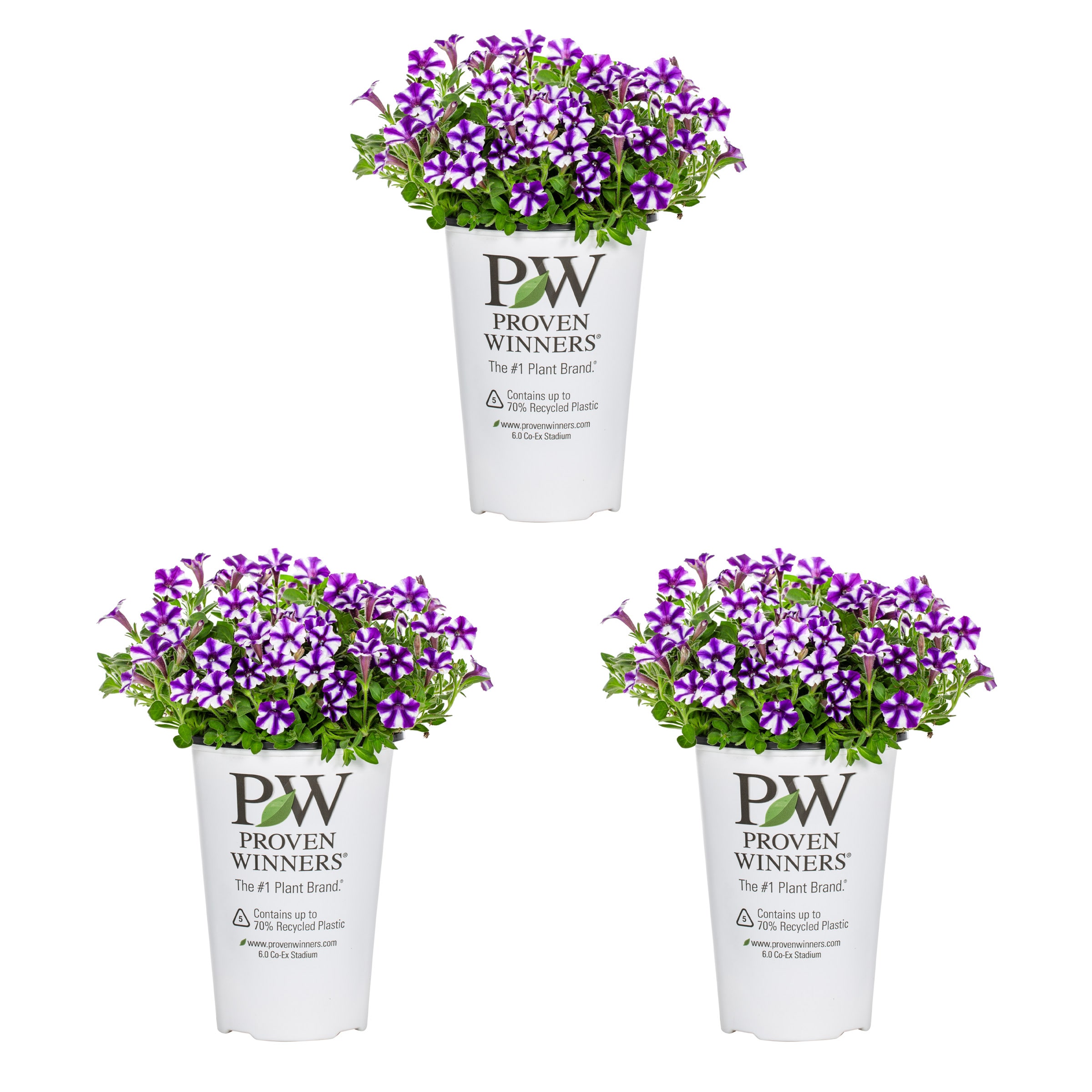 Proven Winners 4901 Multicolor Petunia in 2 Quart(s) Pot 3 -Pack
