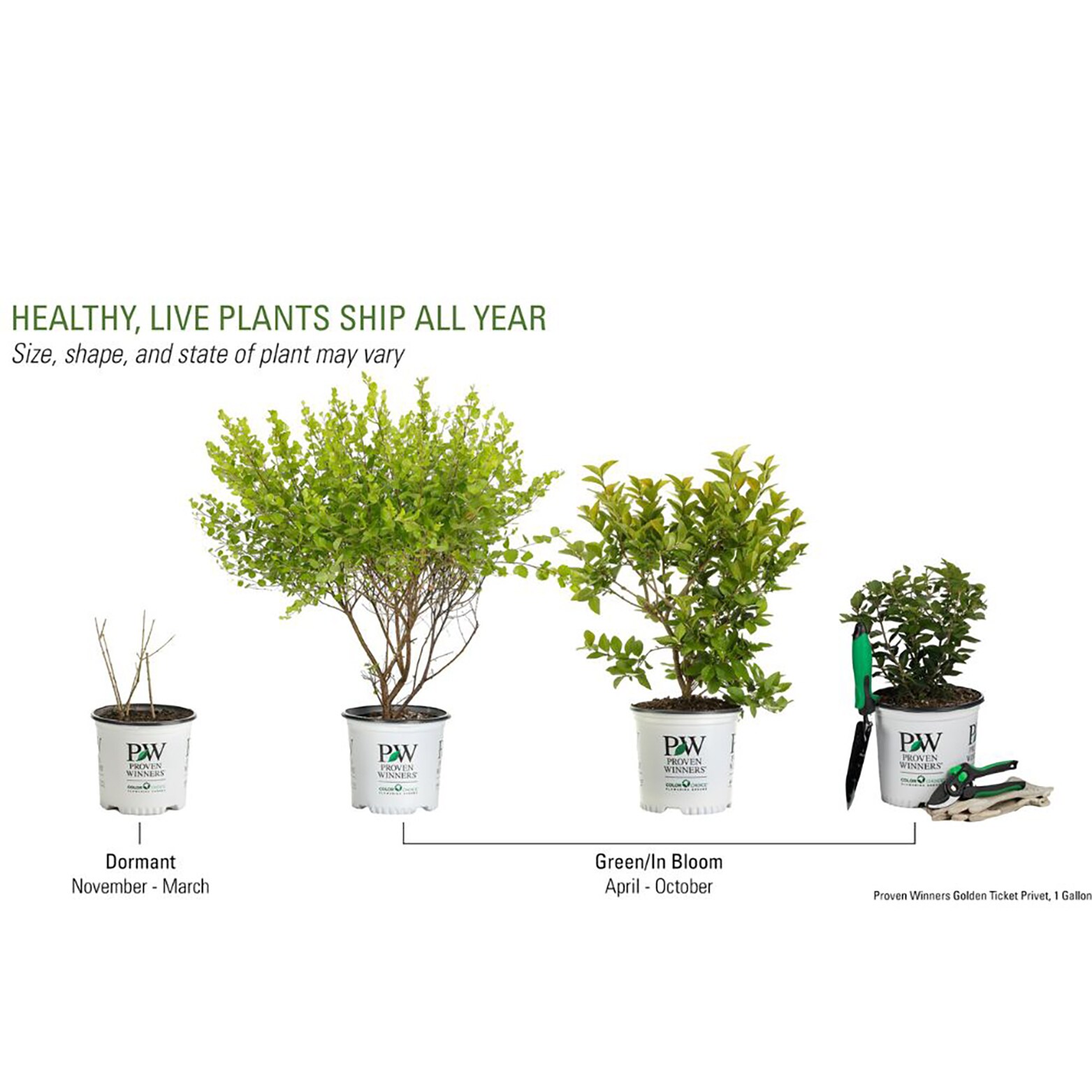 Proven Winners White Golden Ticket Privet (Ligustrum) Flowering Shrub ...