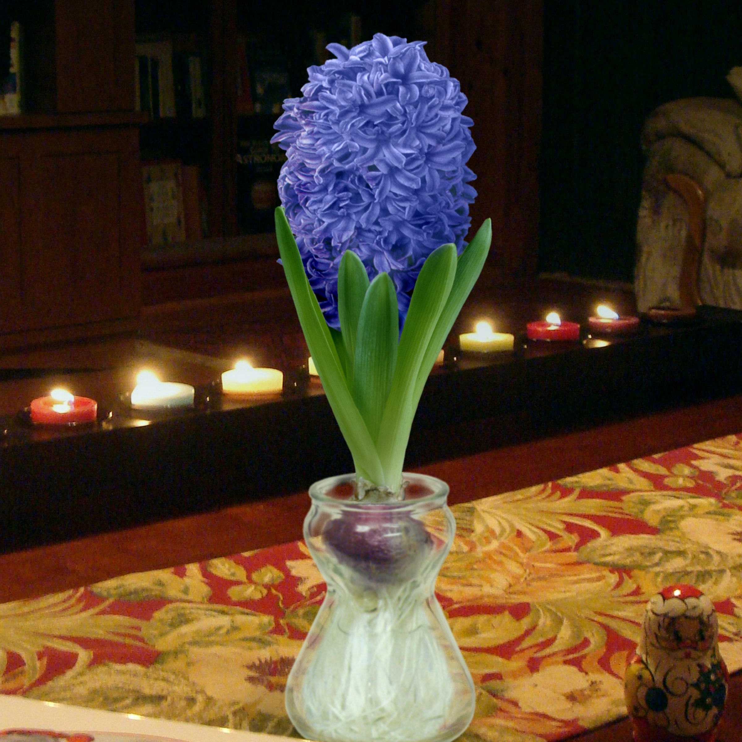 National Plant Network LW3146A Plant-Bulbs - View #9