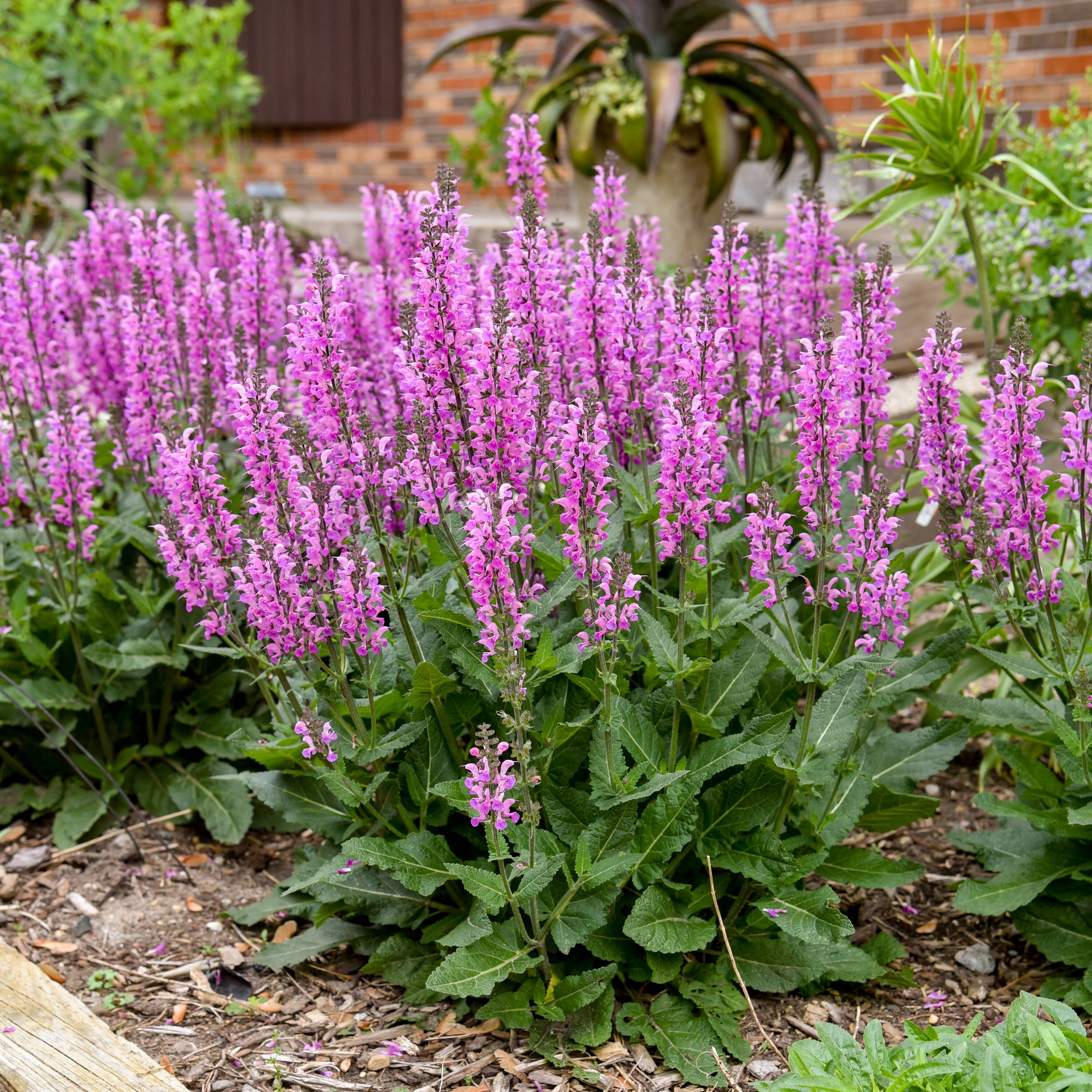 Proven Winners Color Spires 'Back to the Fuchsia' Salvia - Pink Blooms ...