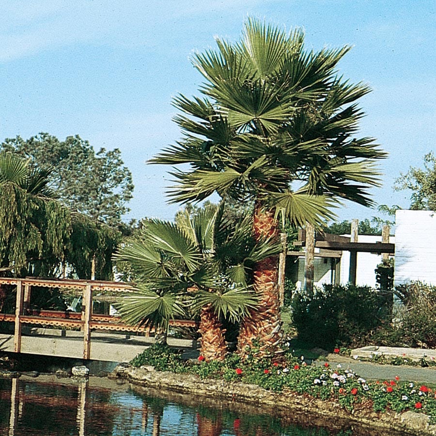  107570 10-Gallon Yellow Feature Tree Mexican Fan Palm In Pot (With Soil)