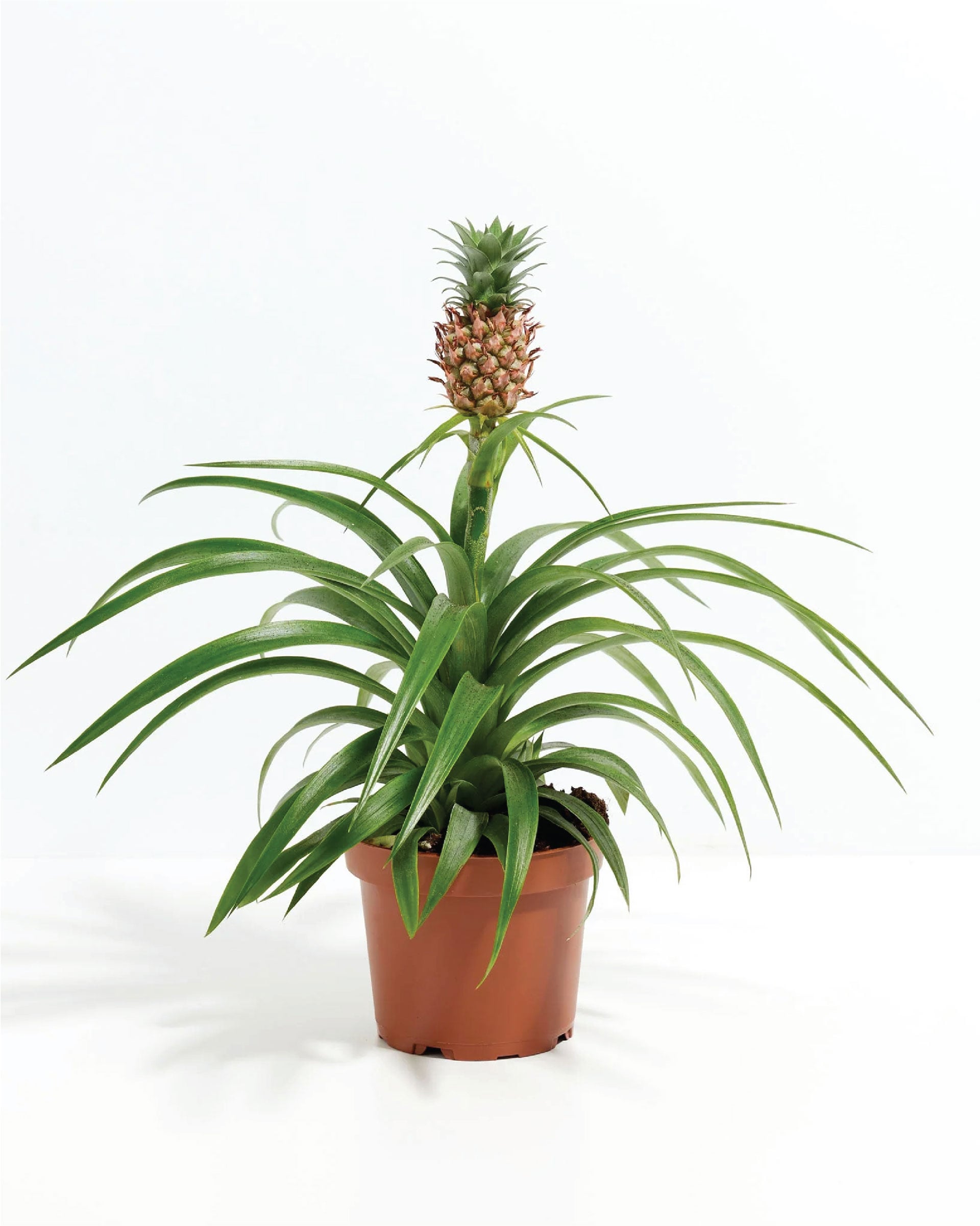 PlantSmart 11136 Pineapple Plant House plant in 1.2 Quart(s) Pot 1 -Pack