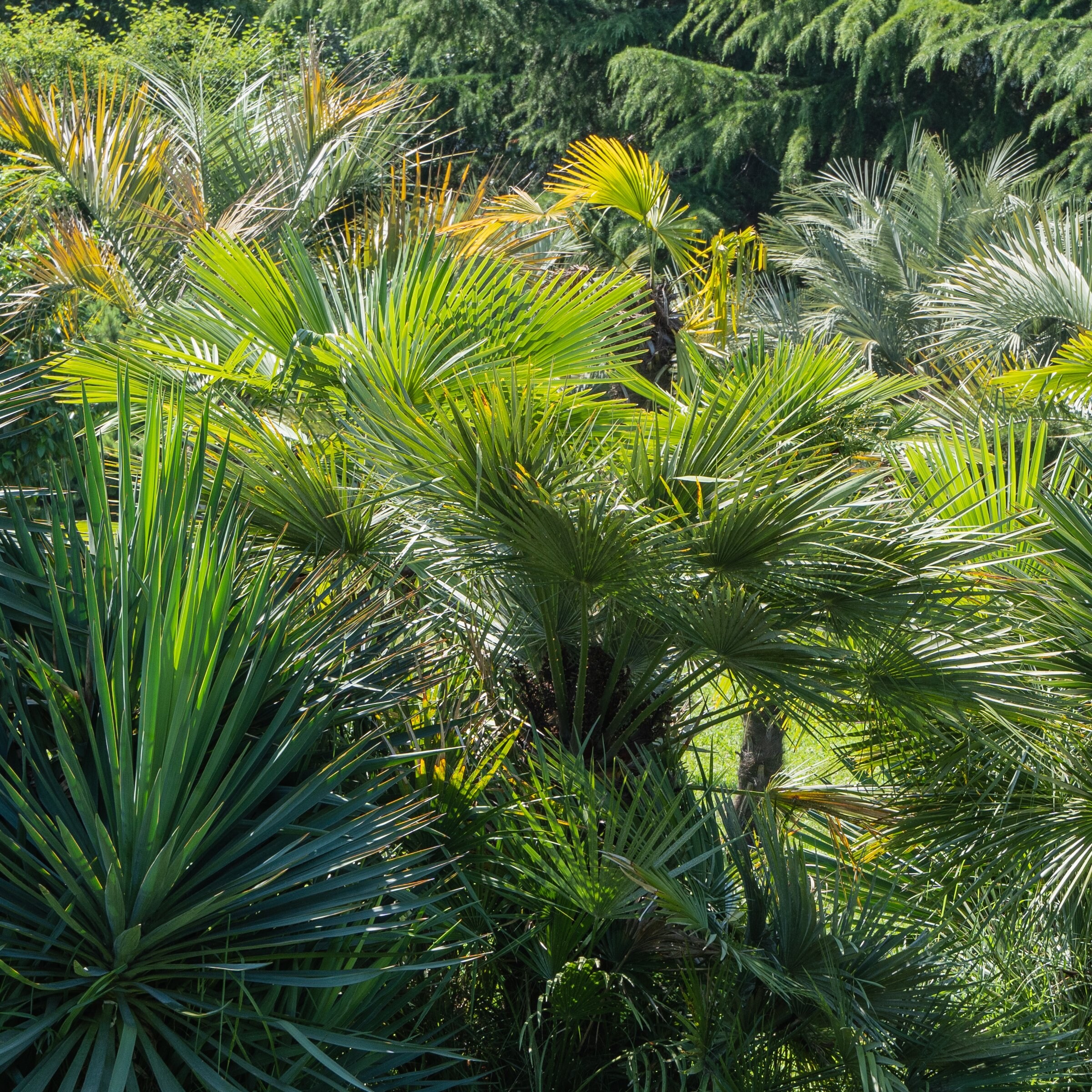 National Plant Network LW2660 trees - View #6