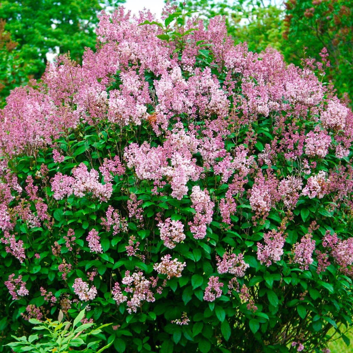 Spring Hill Nurseries 82662 shrubs - View #2