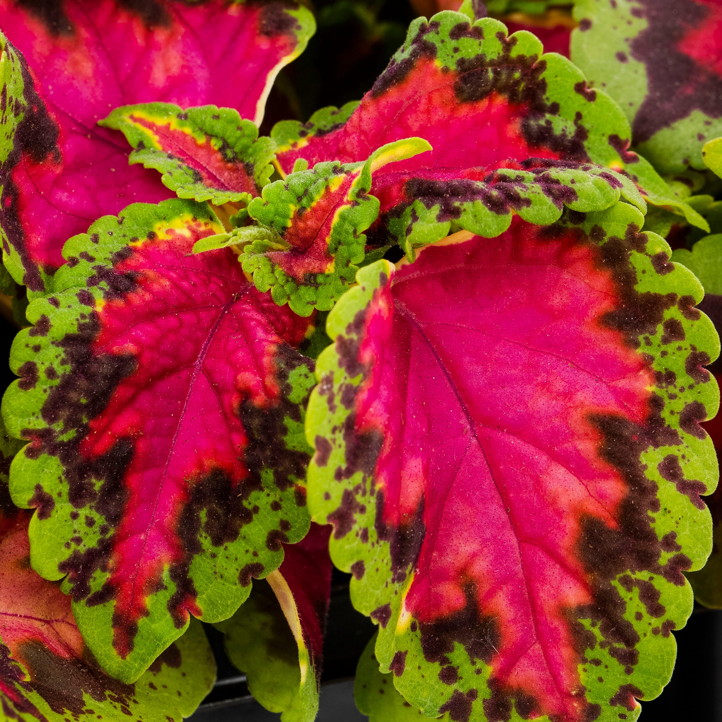 Lowe's 93394 annuals - View #2