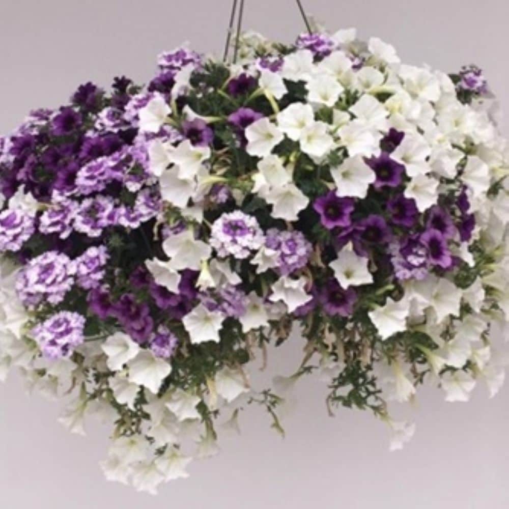 Lowe's NURSERY Multicolor Amethyst Dreams in 1.50 Gallon(s) Pot