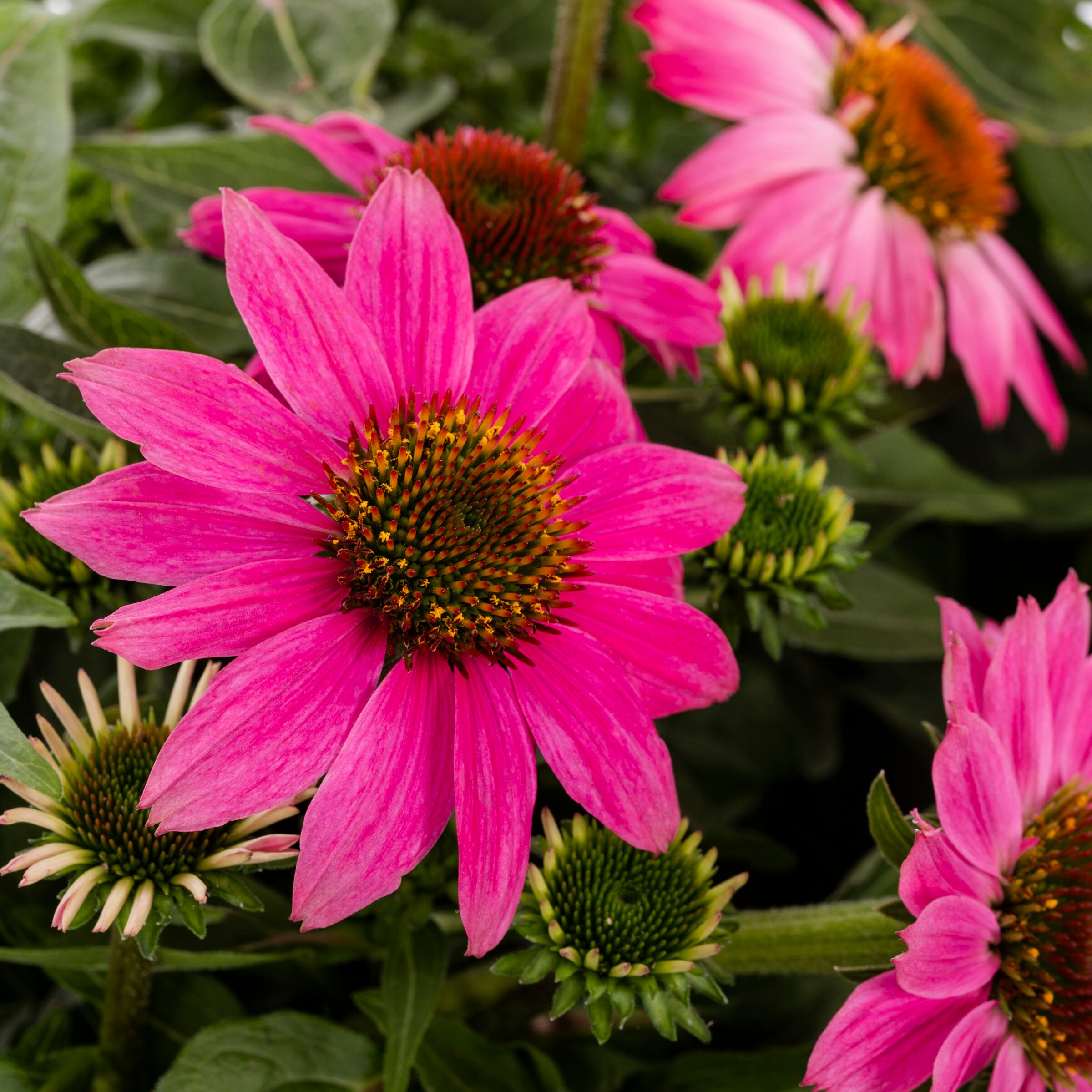  NURSERY perennials - View #2