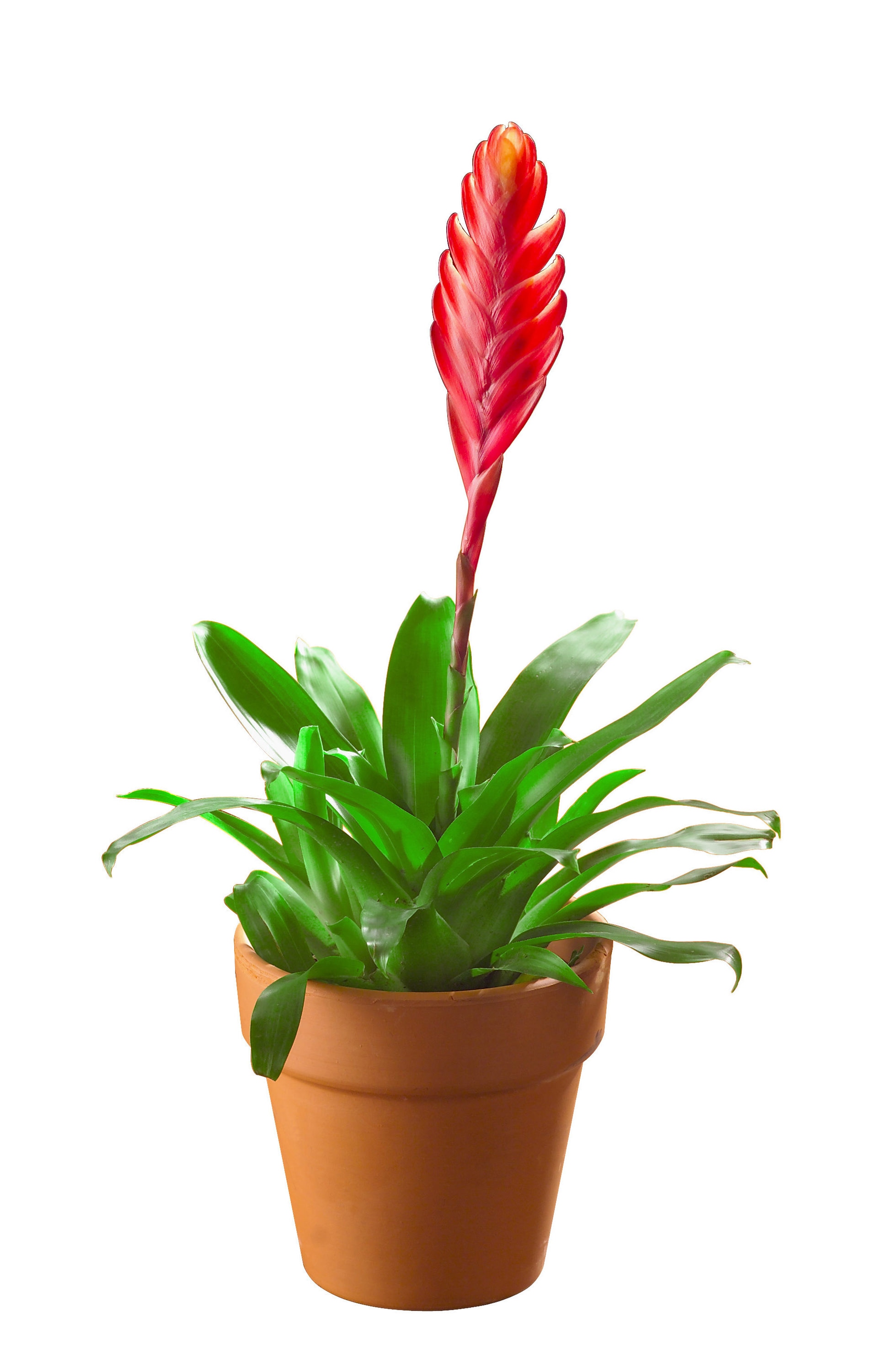Mixed Bromeliads House Plant in 15-oz Pot in the department Lowes.com