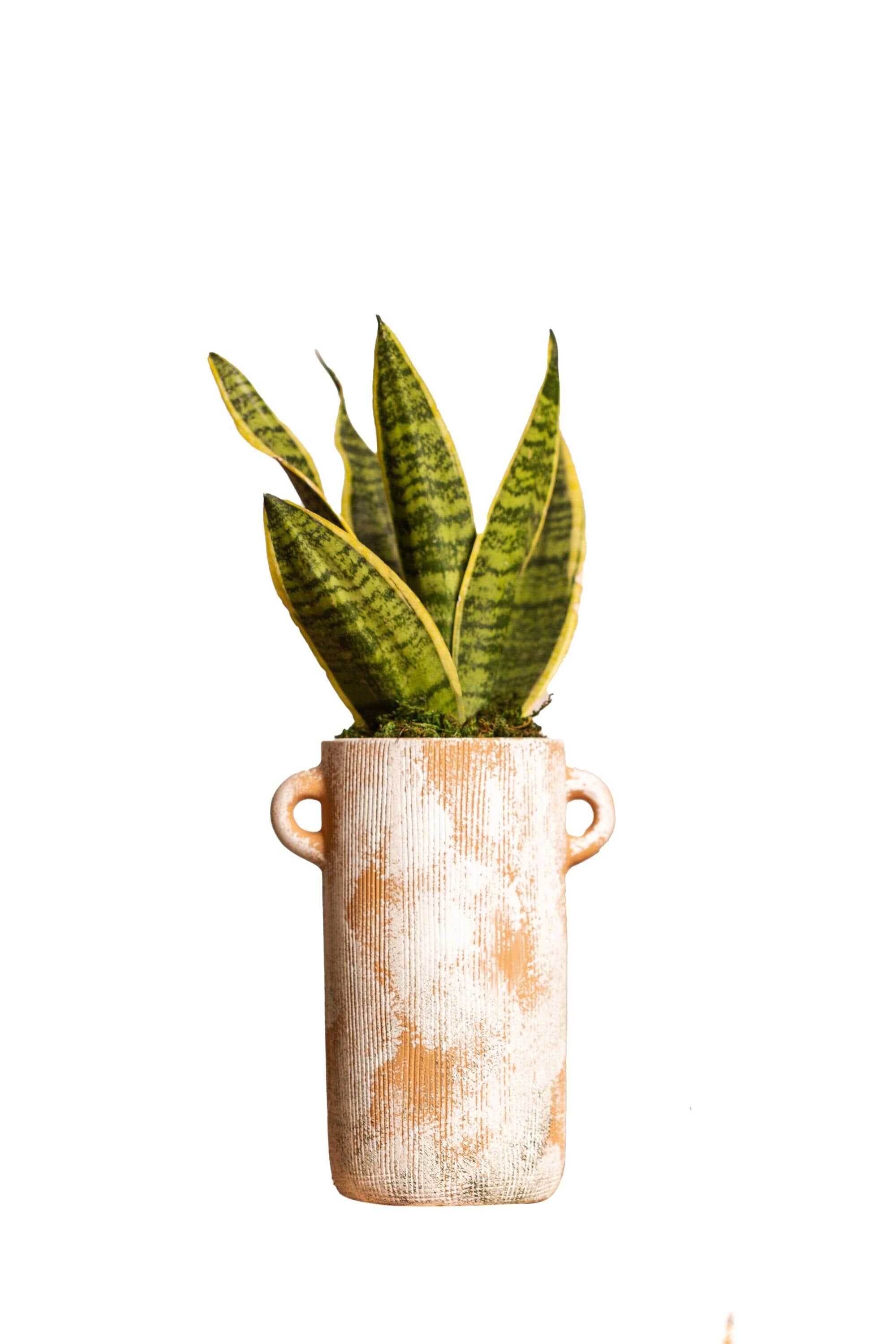 LiveTrends ASB05359 HARMONIOUS House plant in 12 Ounce(s) Pot 1.0 -Pack