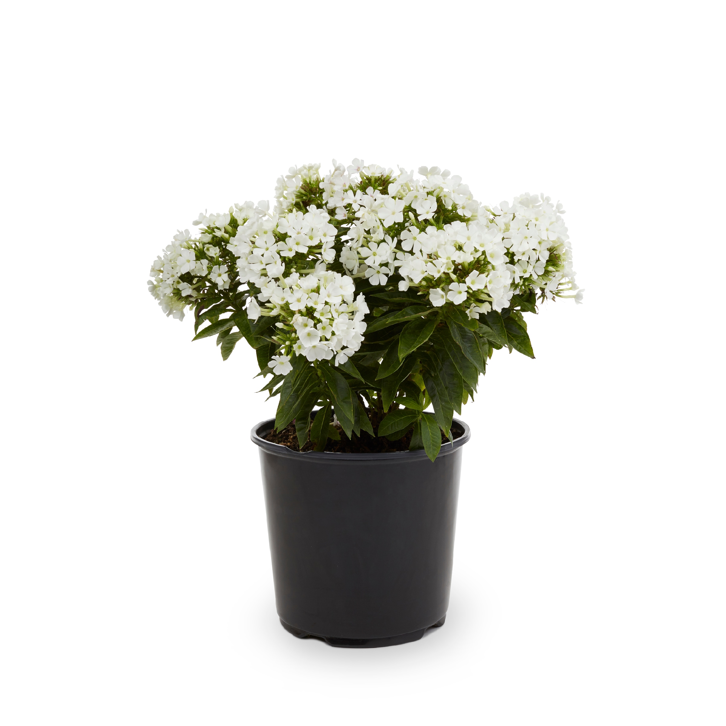 Lowe's NURSERY annuals - View #2