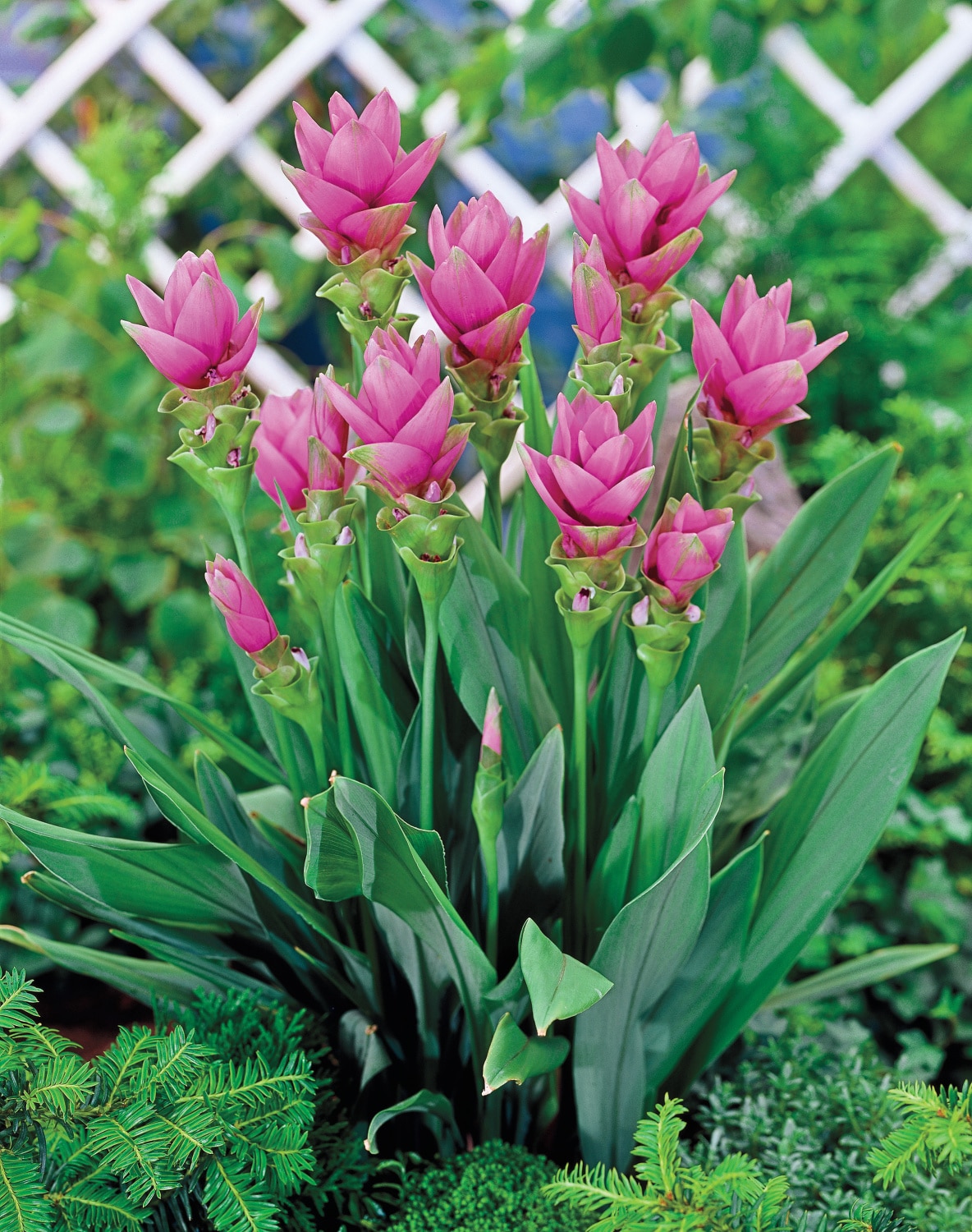 Breck's 67774 Plant-Bulbs - View #4
