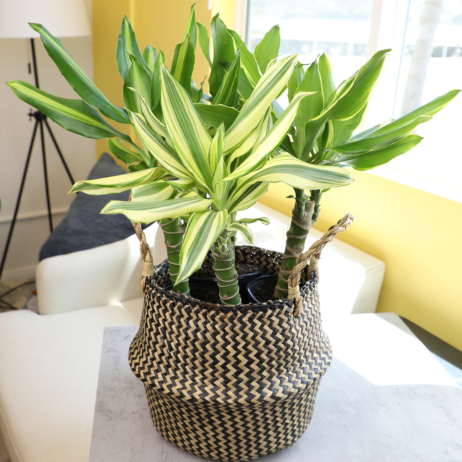 Altman Plants 0872698 hseplants - View #7