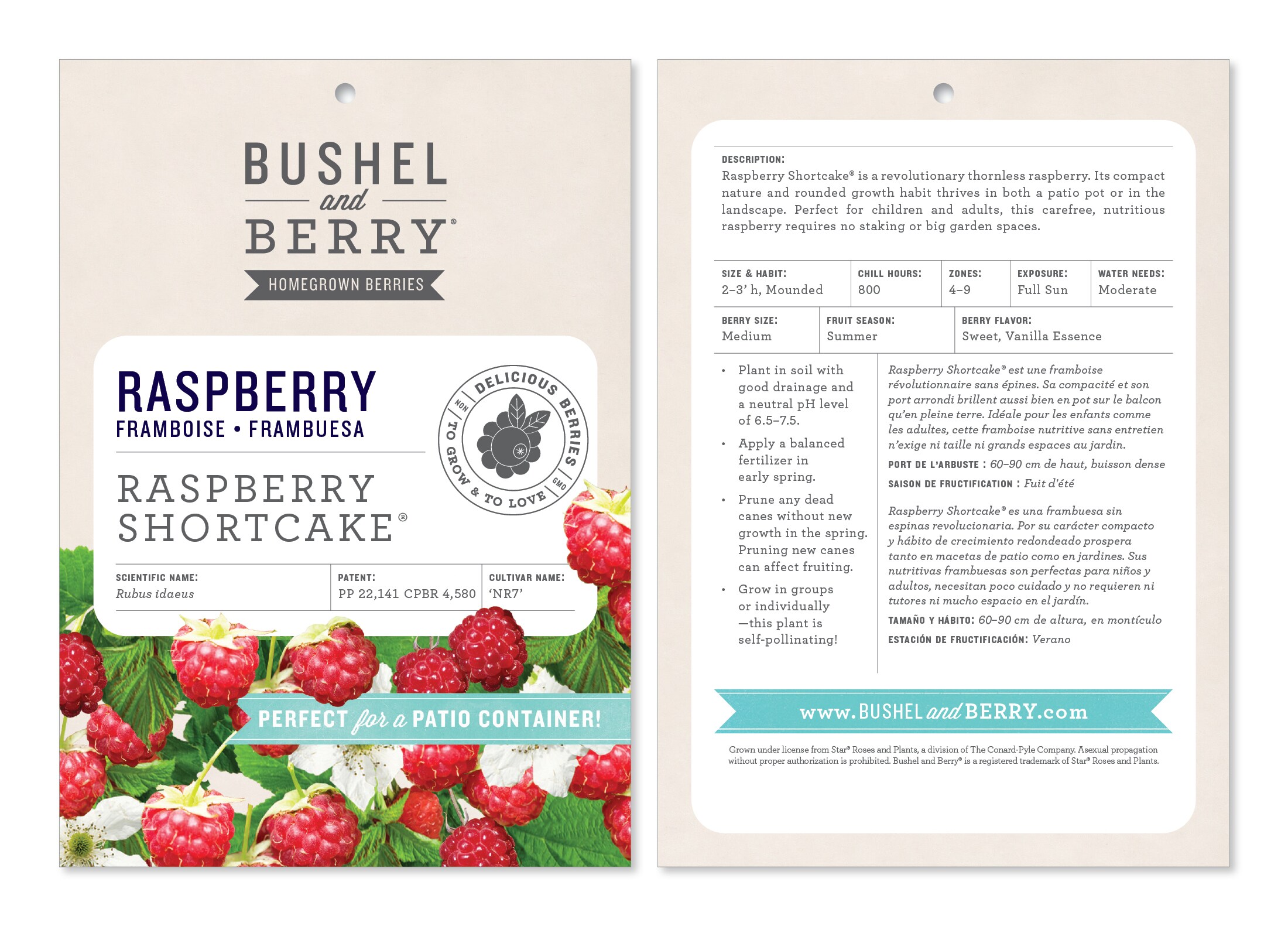 Bushel and Berry Raspberry Plant Pot Blooms in Spring