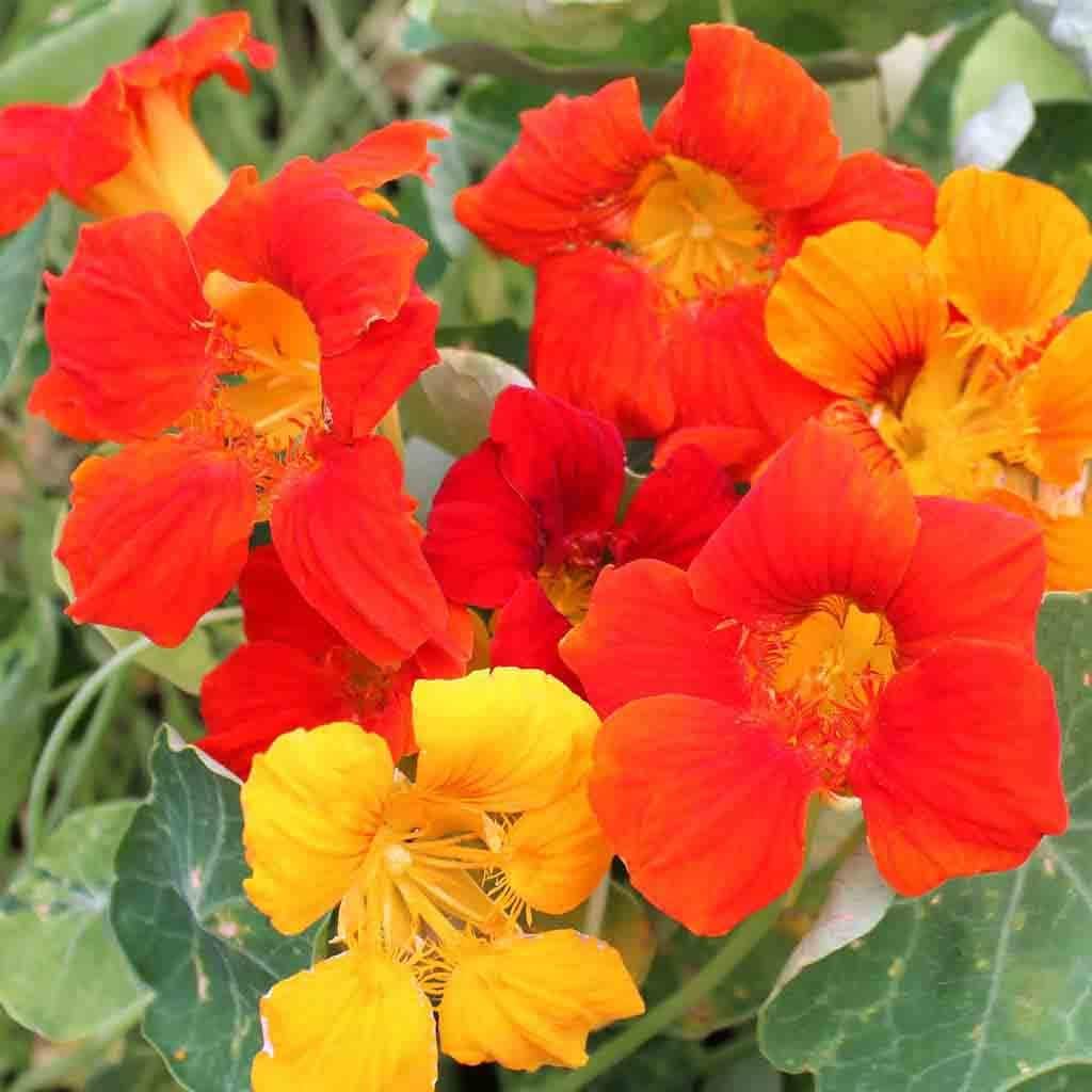 Ferry-Morse LC25.6102 seeds - View #3